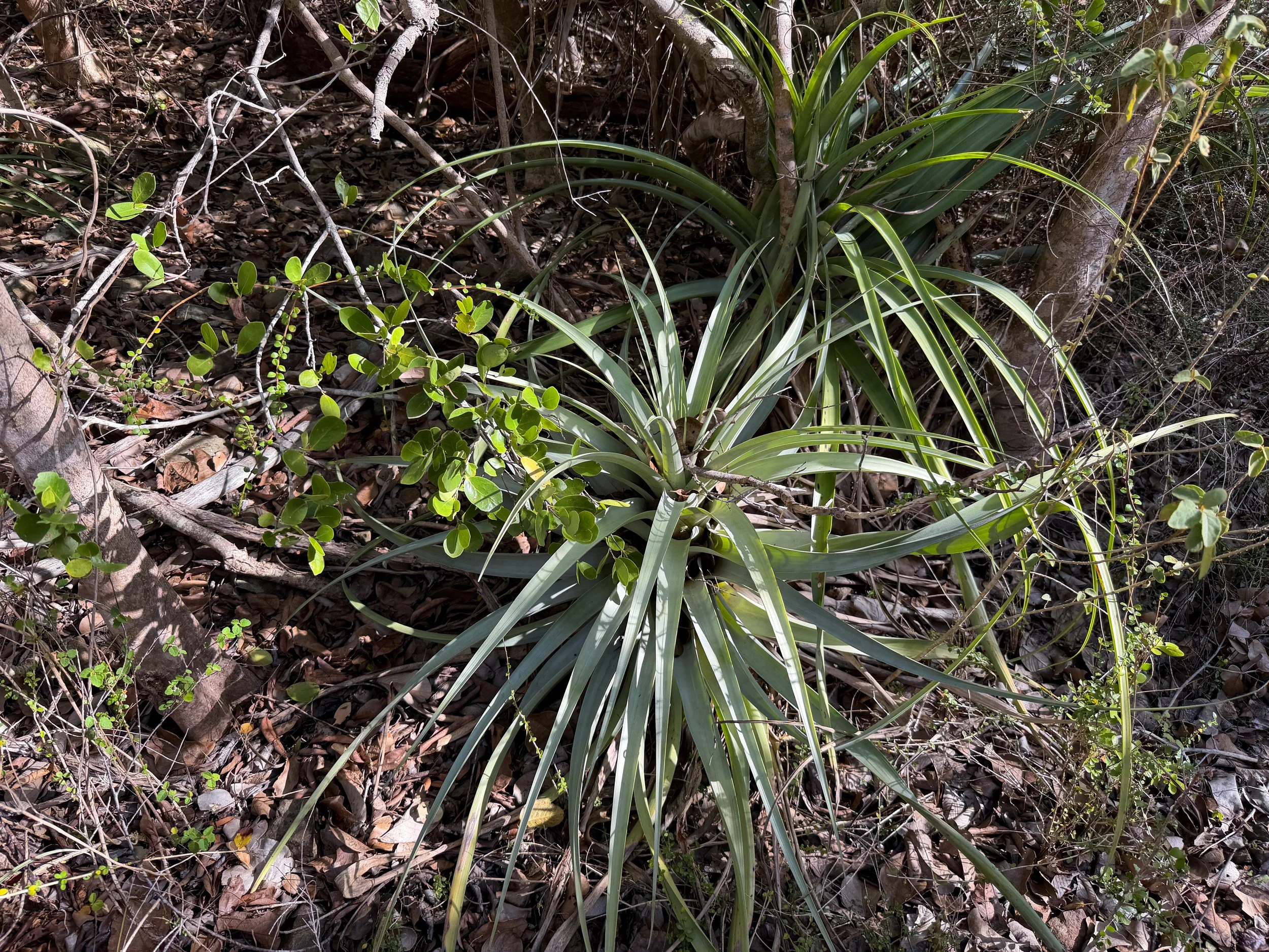Airplant Tillandsia utriculata