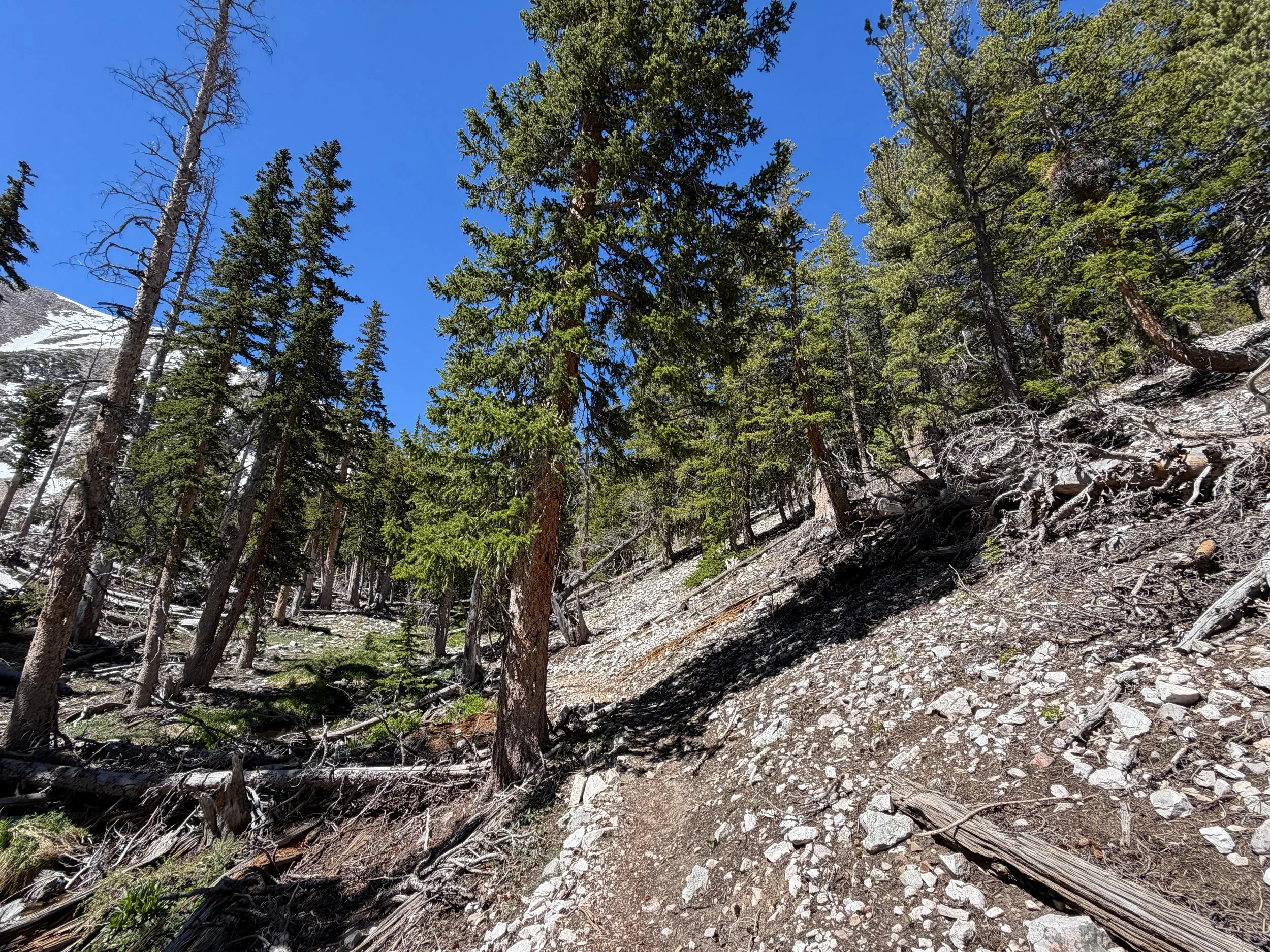 Baker Lake Trail Great Basin National Park Nevada