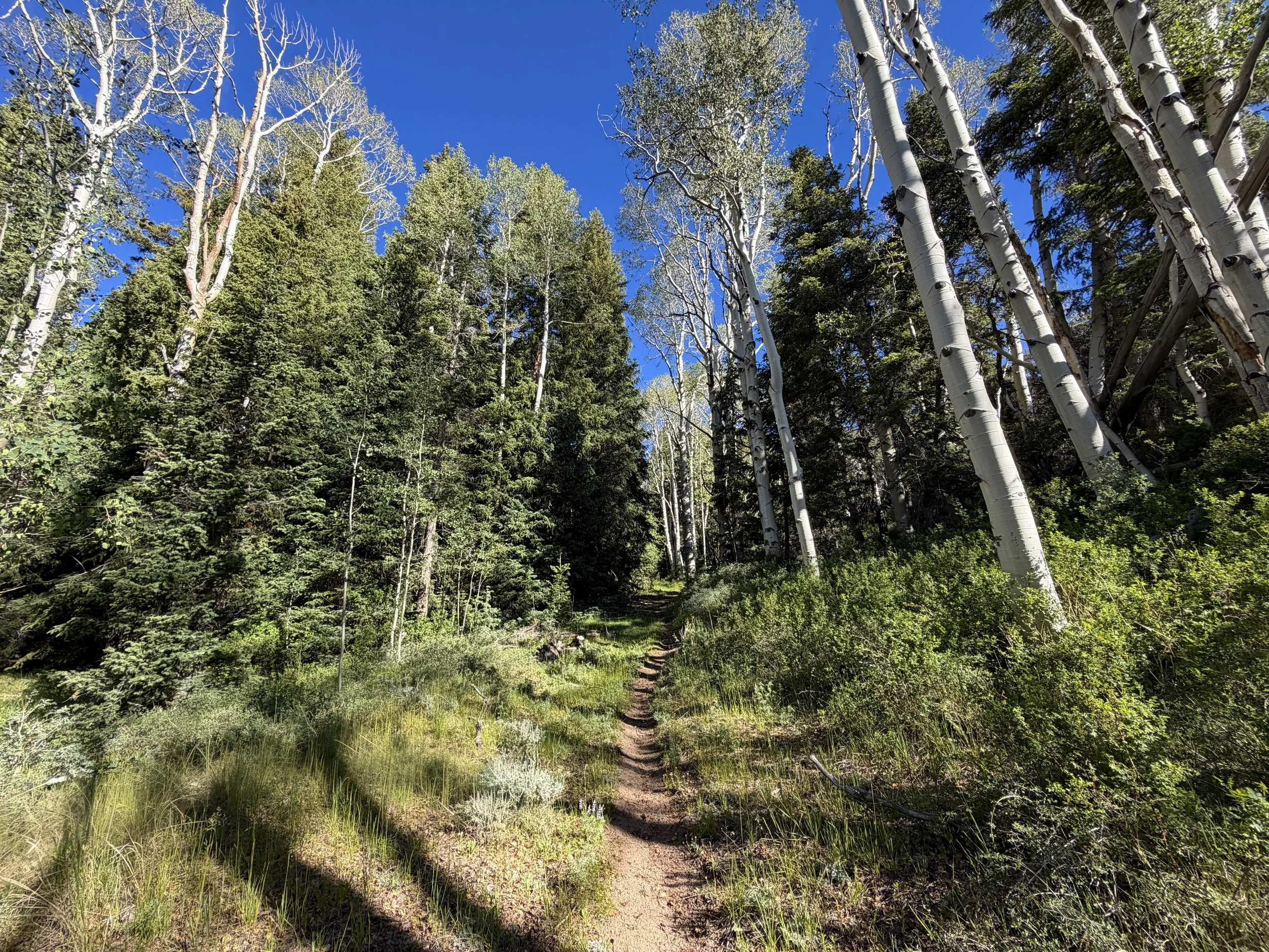 Johnson Lake Trail Great Basin National Park Nevada