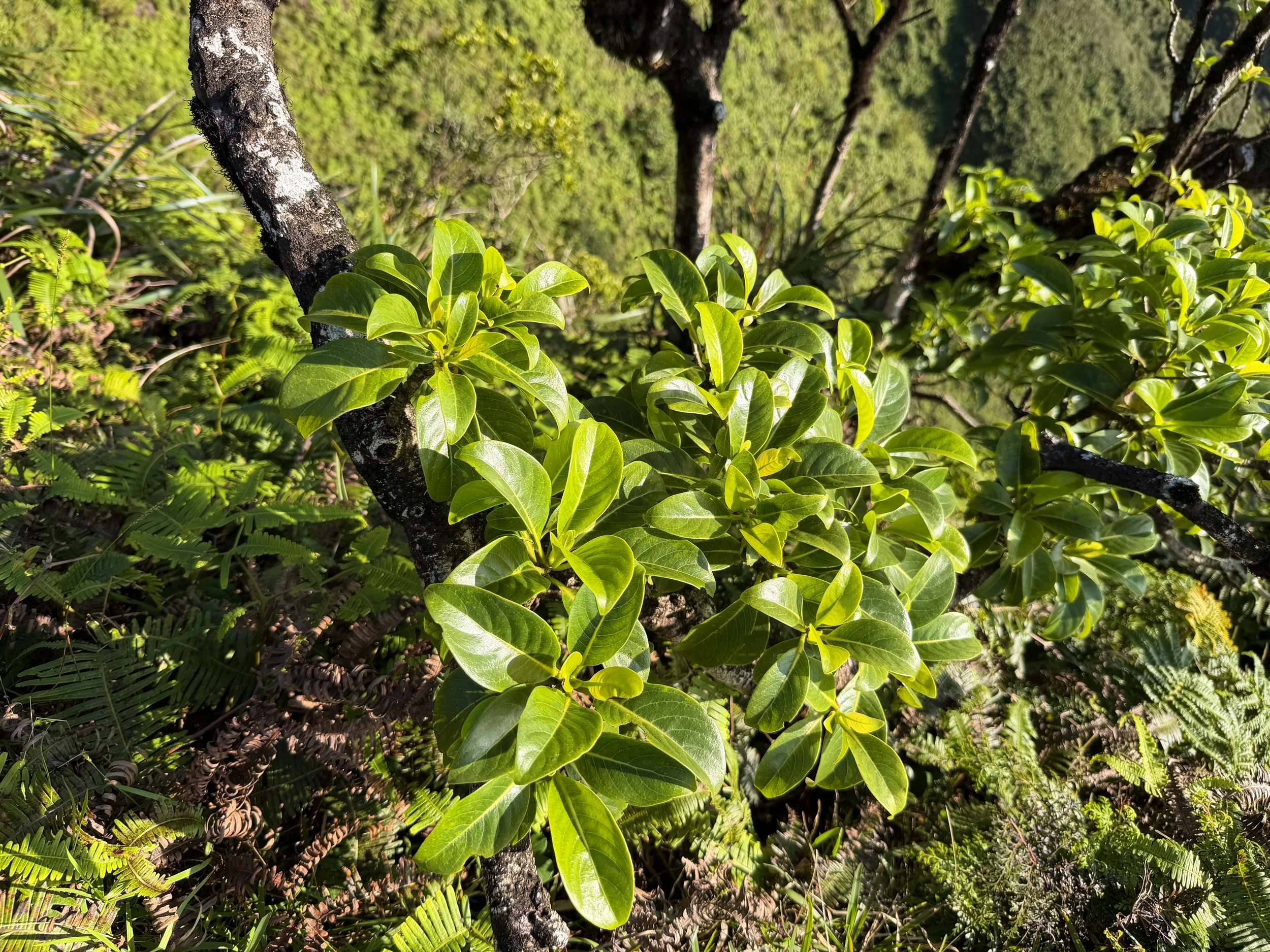 Ahakea lau nui Bobea elatior