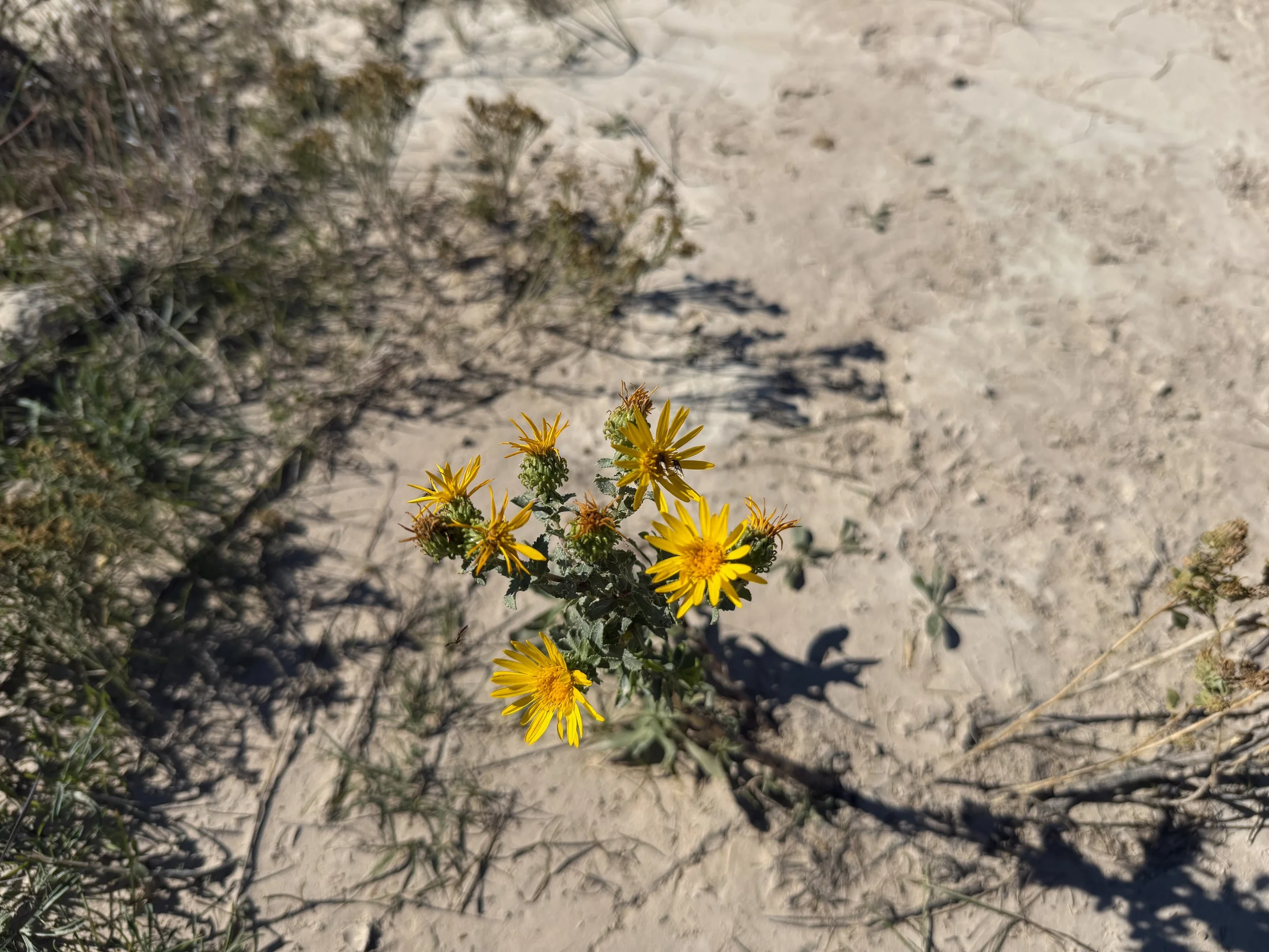 Curlycup Gumweed Grindelia squarrosa