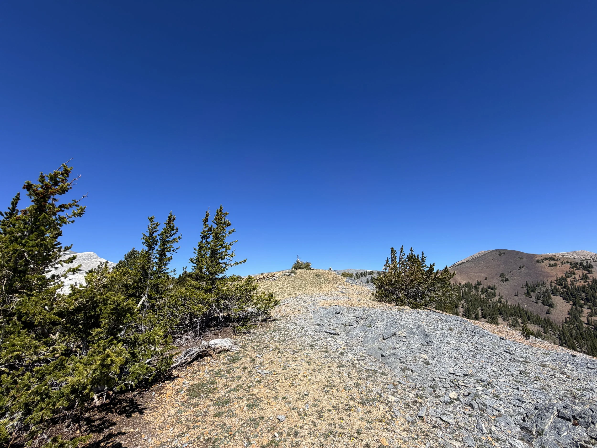 Magic Grove Snake Divide Trail Great Basin National Park Nevada