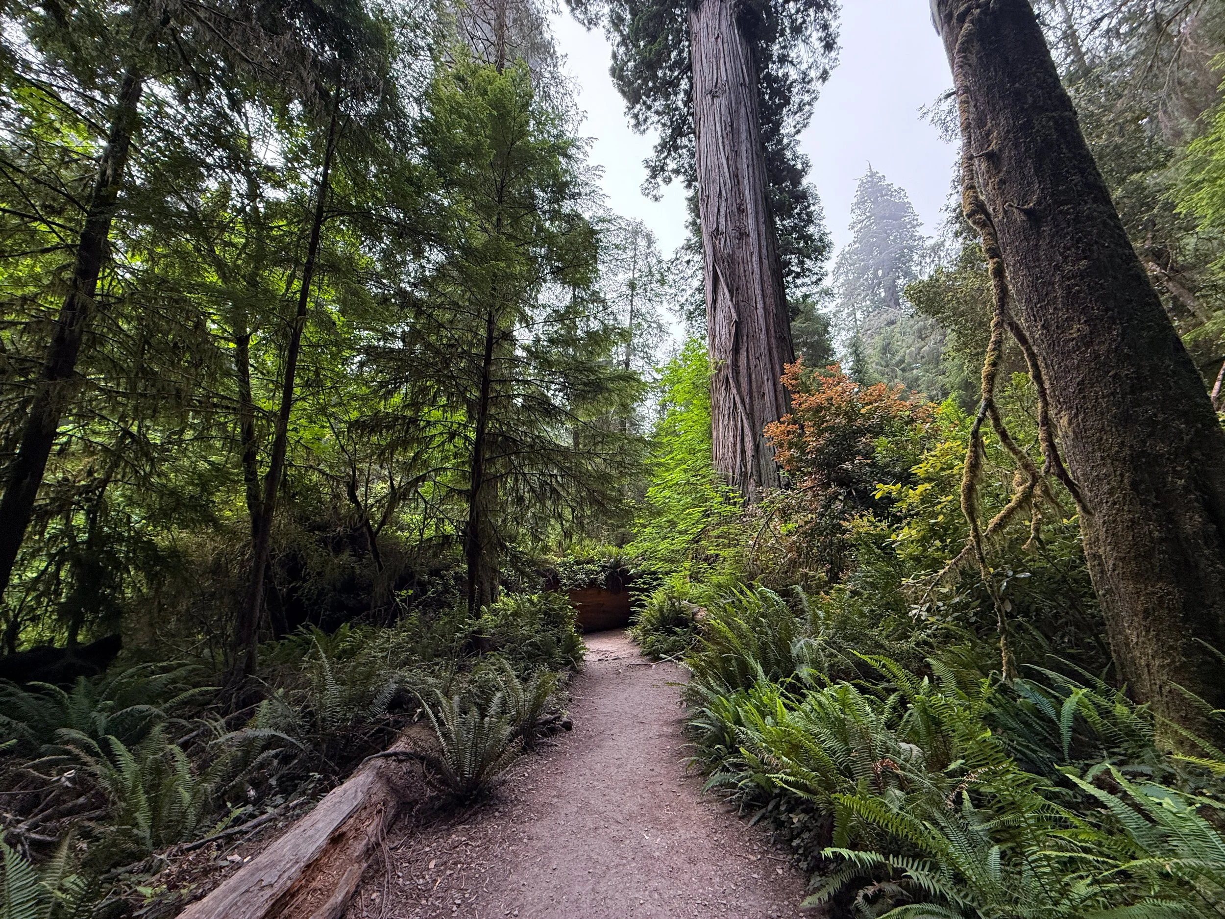 Grove of the Titans Hike Jedediah Smith Redwoods State Park California