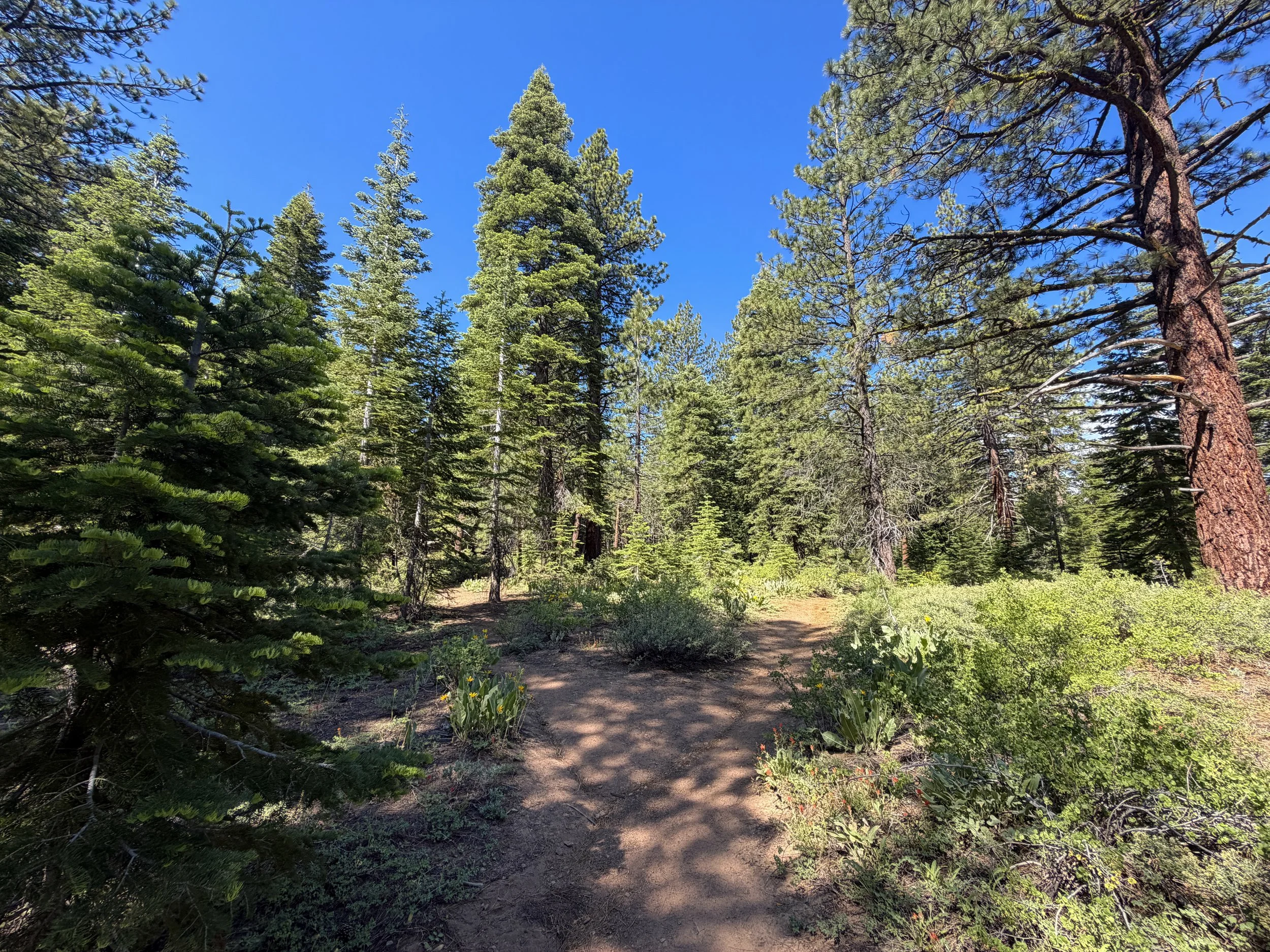 Captain Pomin Trail Lake Tahoe Nevada