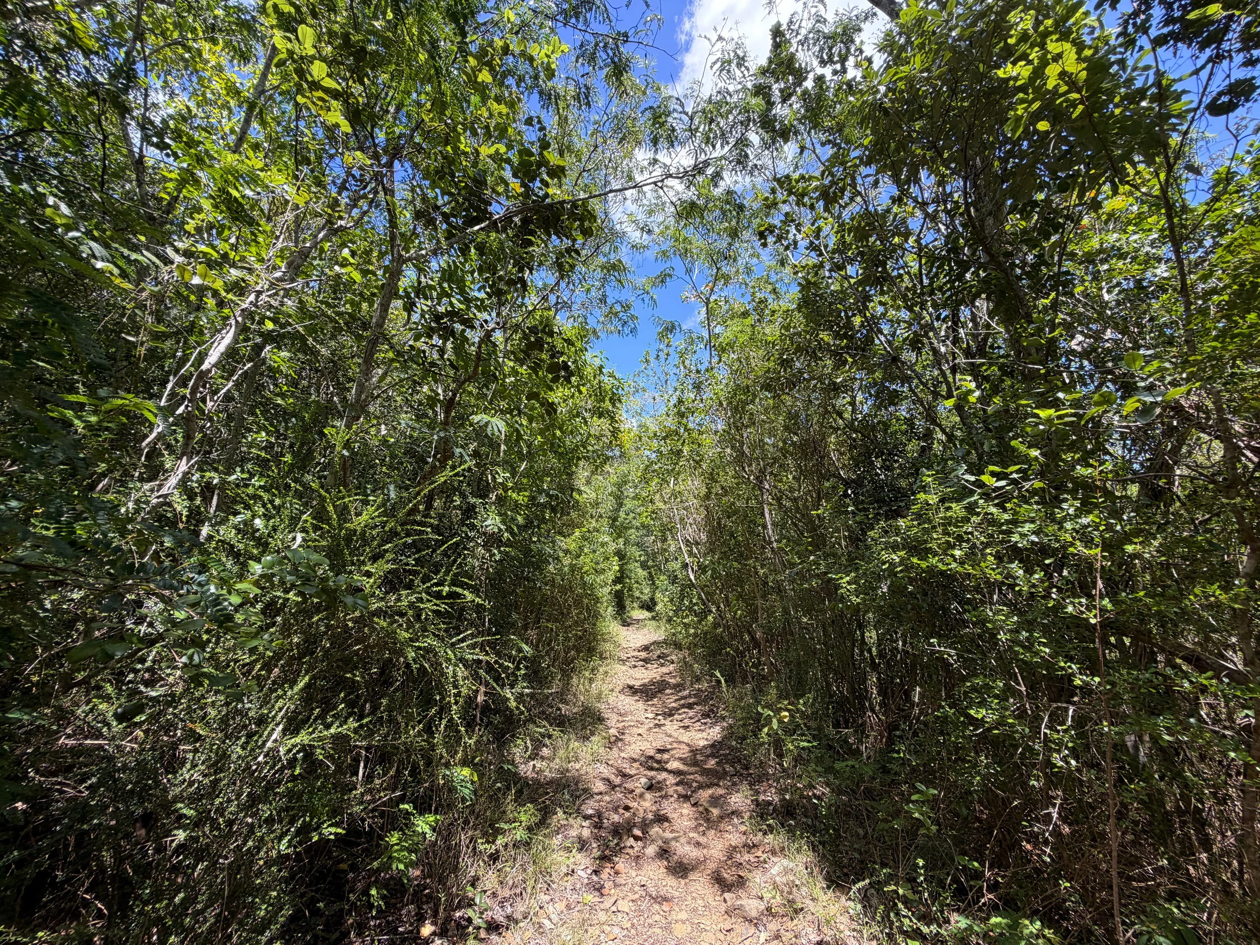 LEsperance Hike Virgin Islands National Park