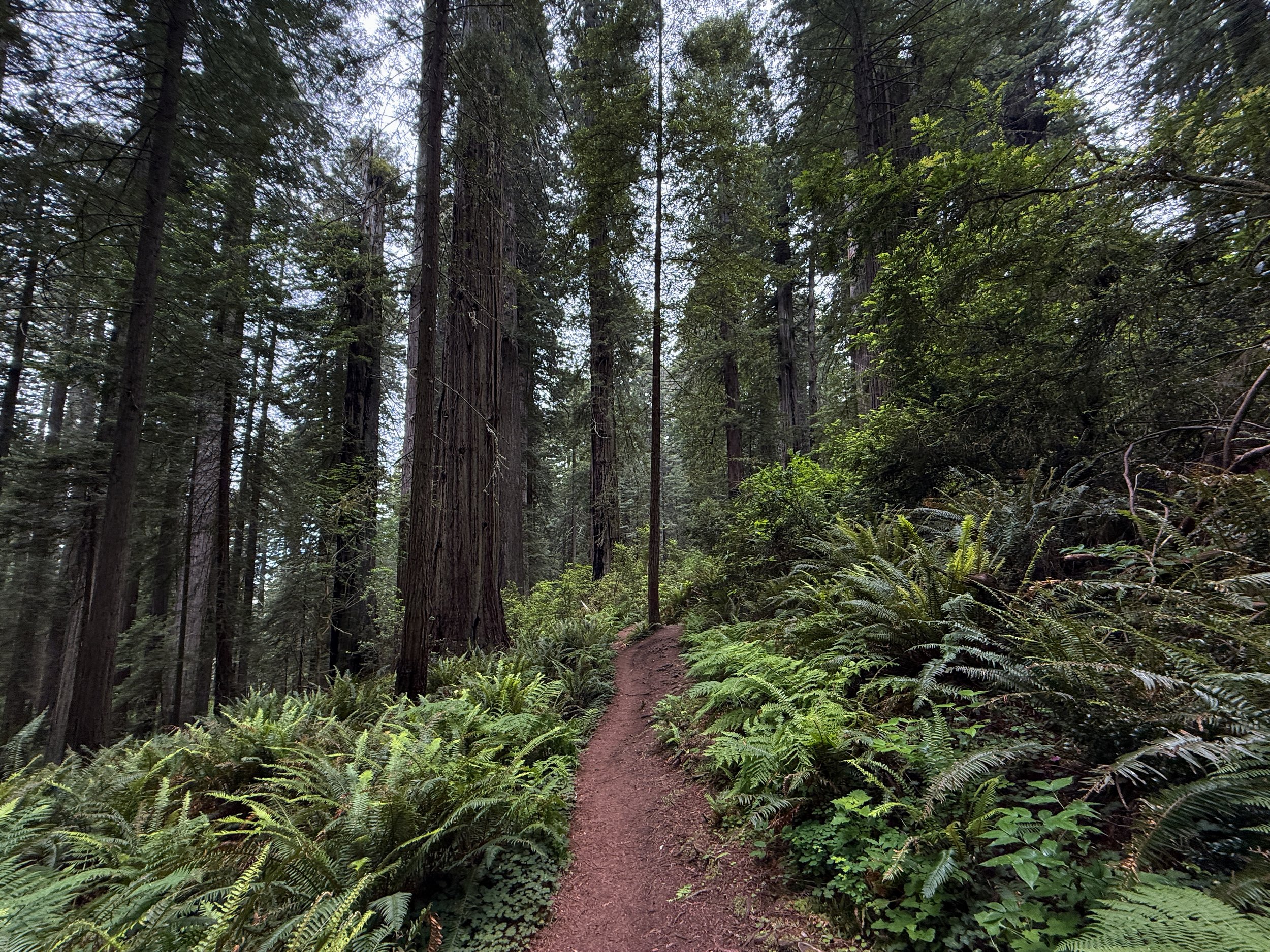 Damnation Creek Trail Del Norte Coast Redwoods State Park California