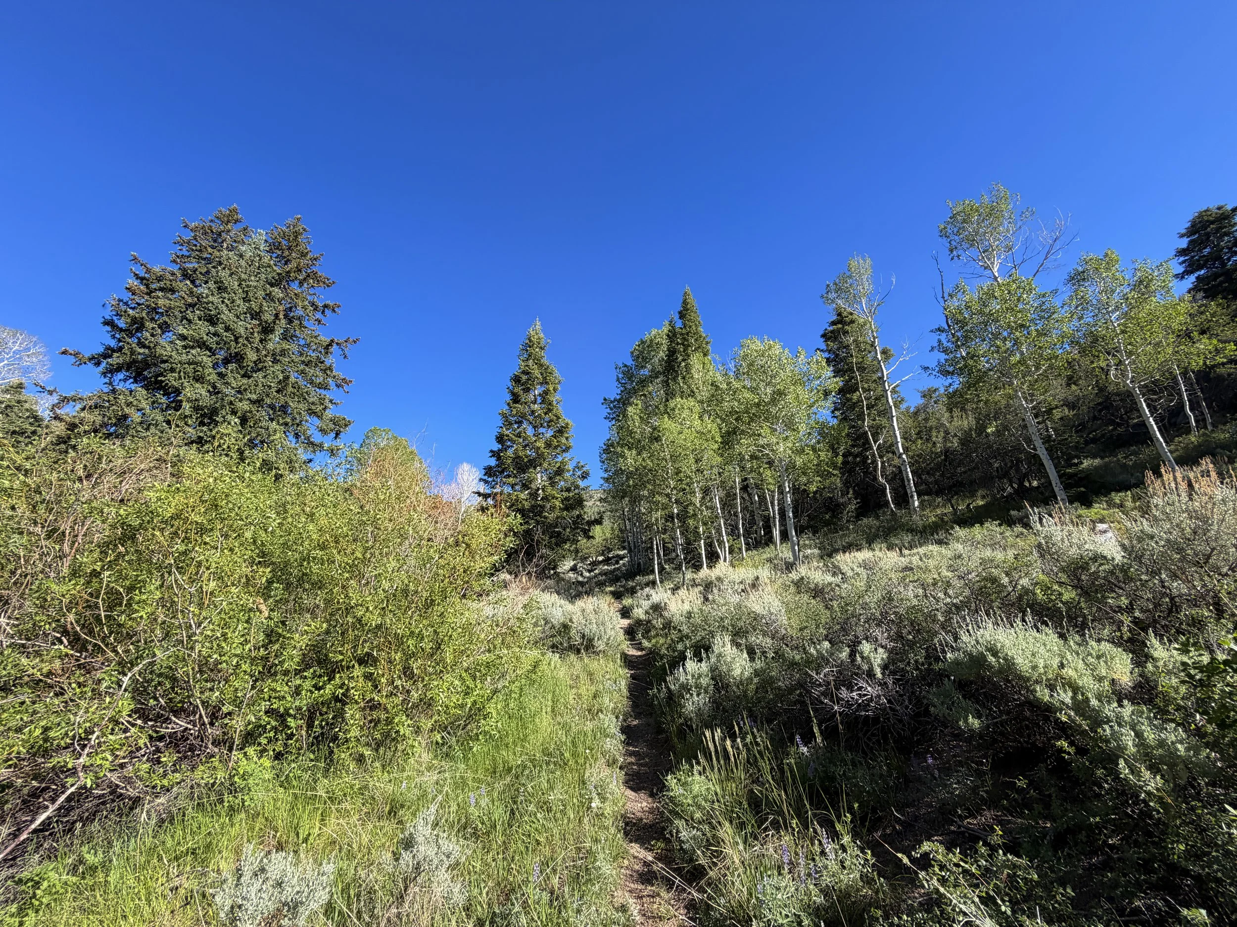 Johnson Lake Trail Great Basin National Park Nevada