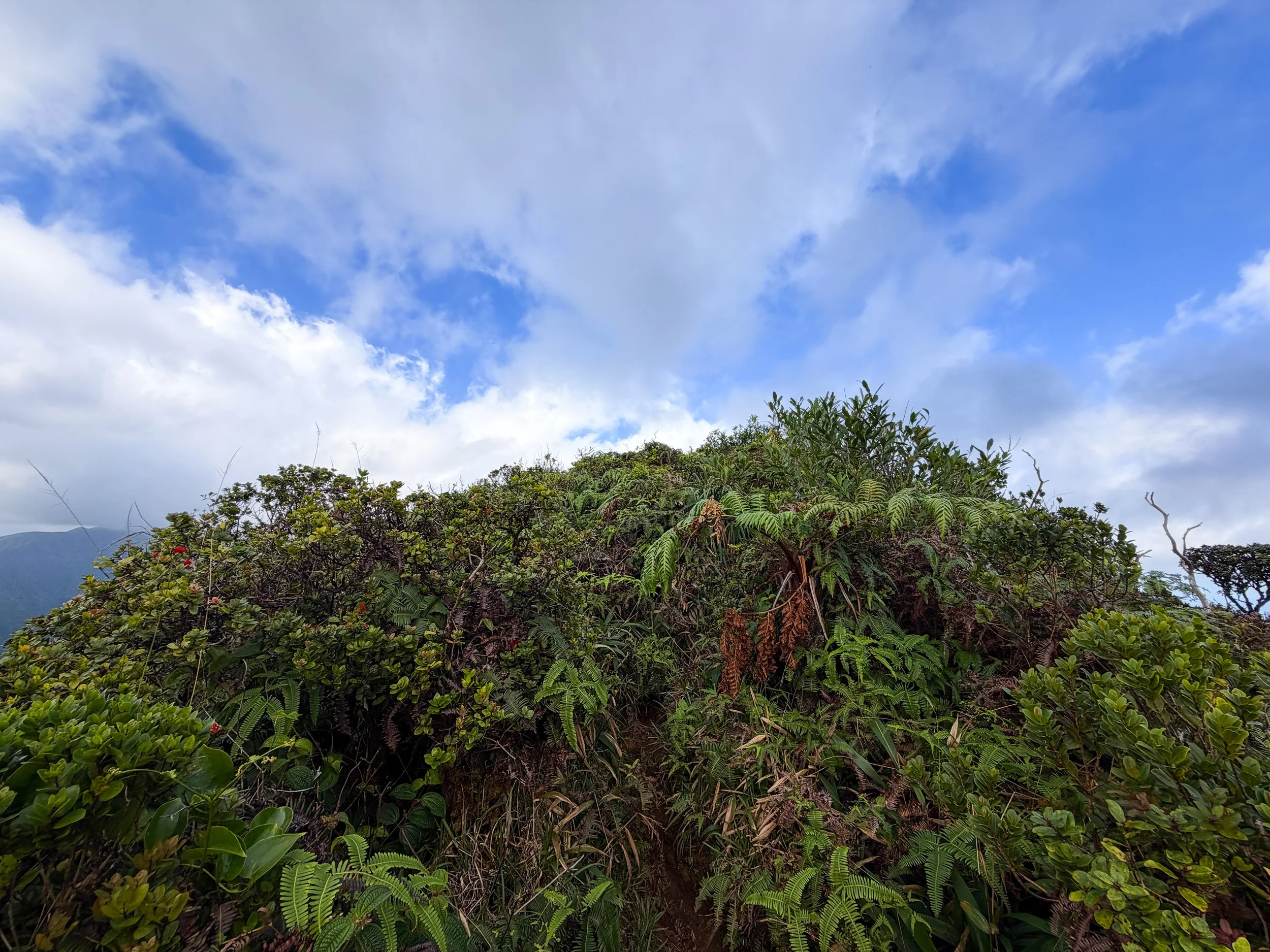 Kaau Crater Trail Oahu Hawaii