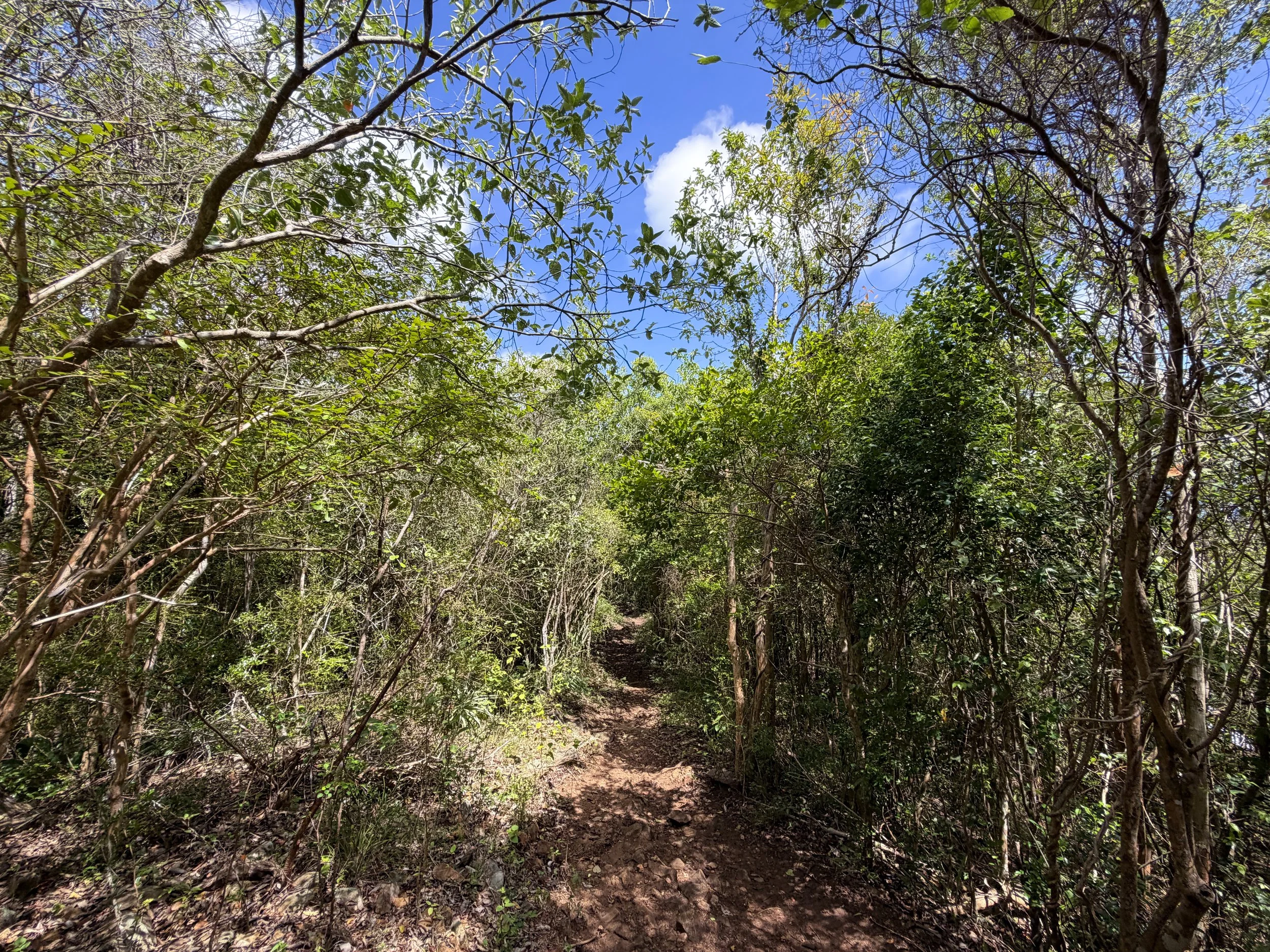 Caneel Hill Trail to Margaret Hill Virgin Islands National Park