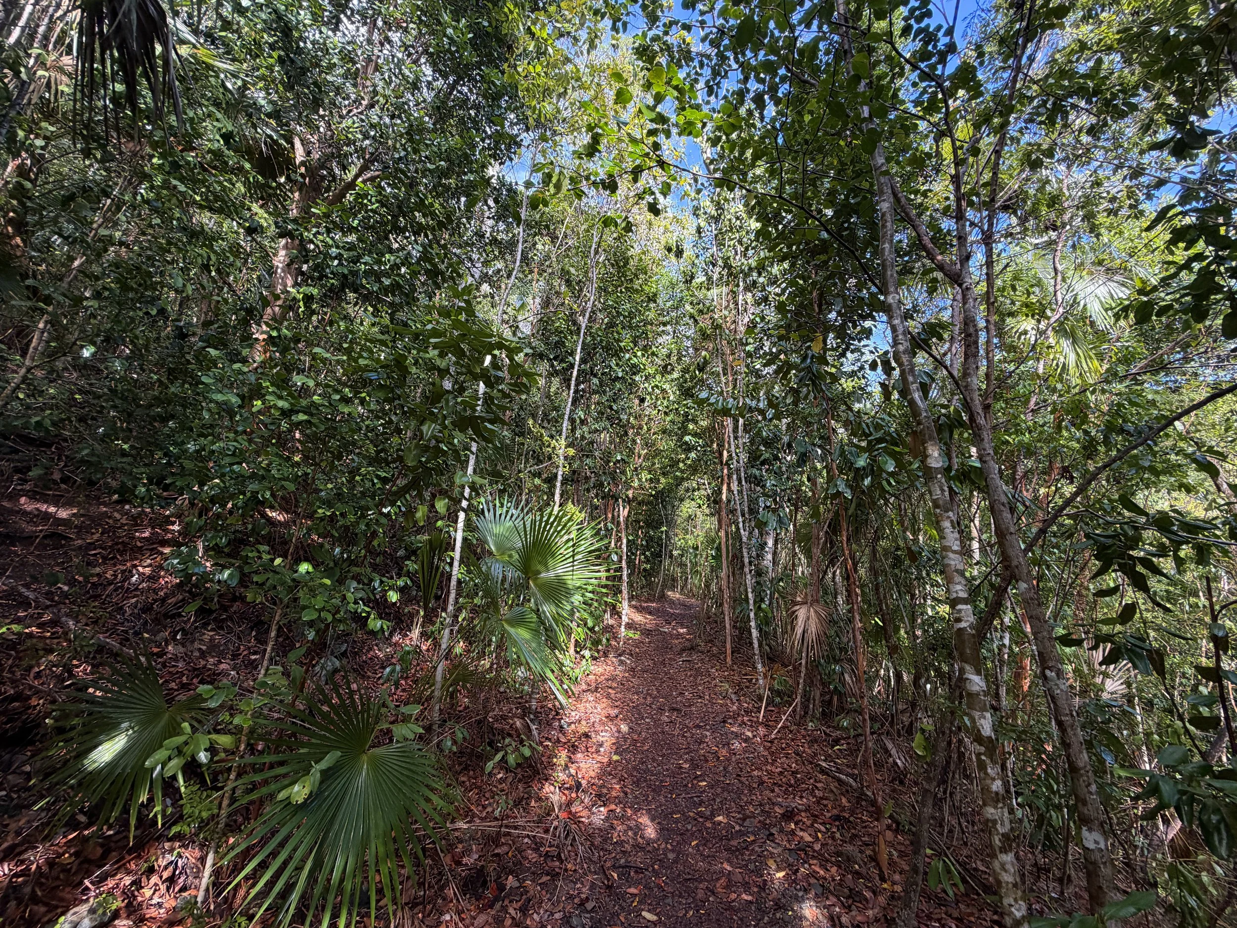 America Hill Hike via Cinnamon Bay Virgin Islands National Park