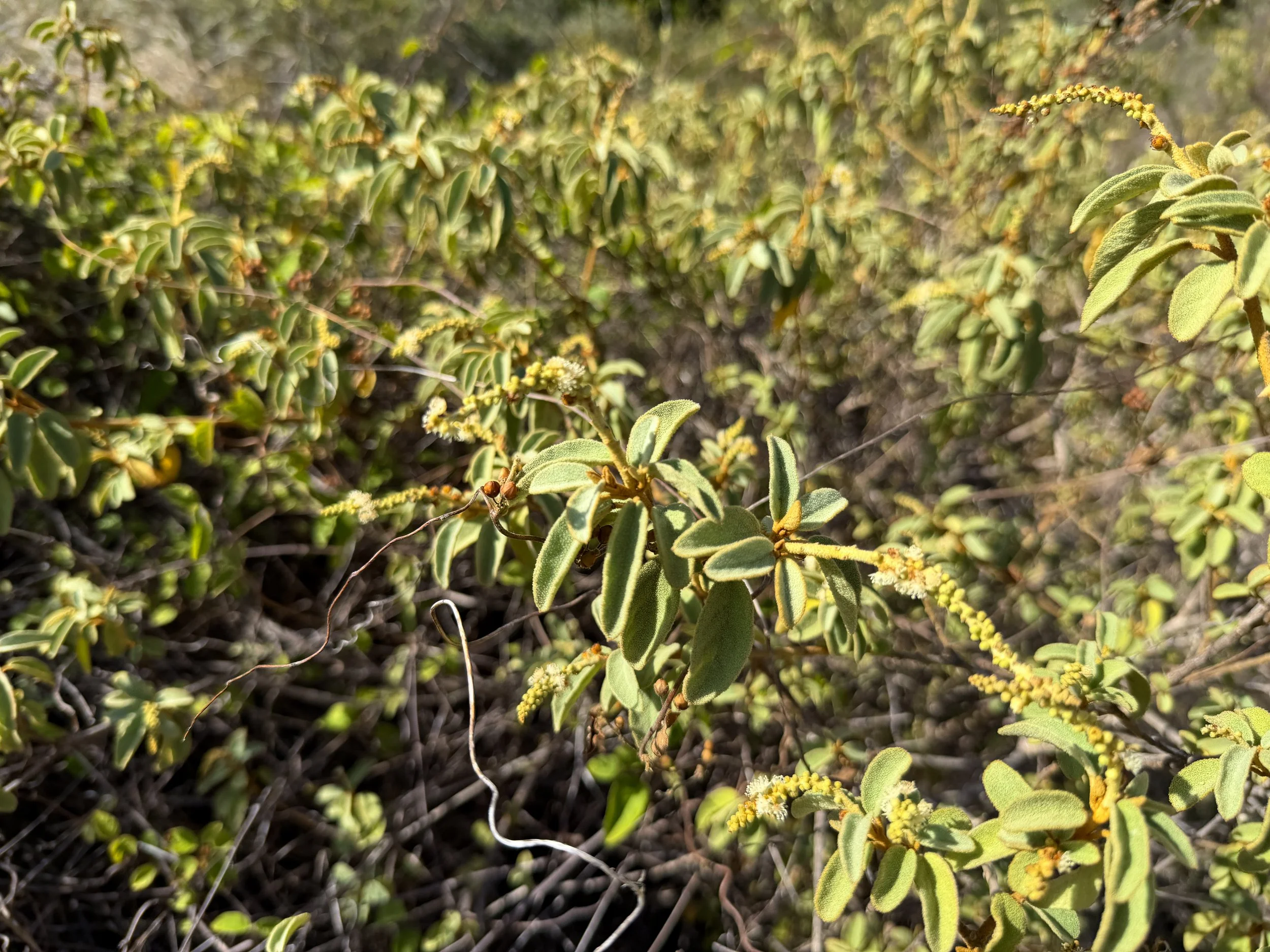 Yellow Balsam Croton flavens