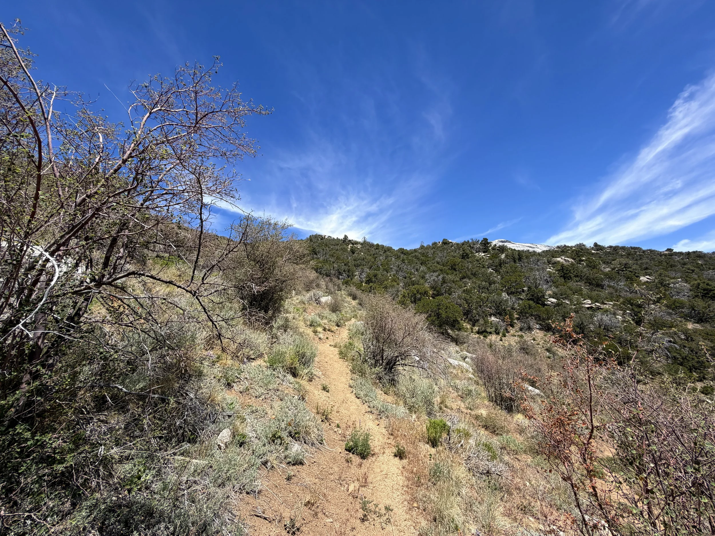 Serviceberry Trail Great Basin National Park Nevada