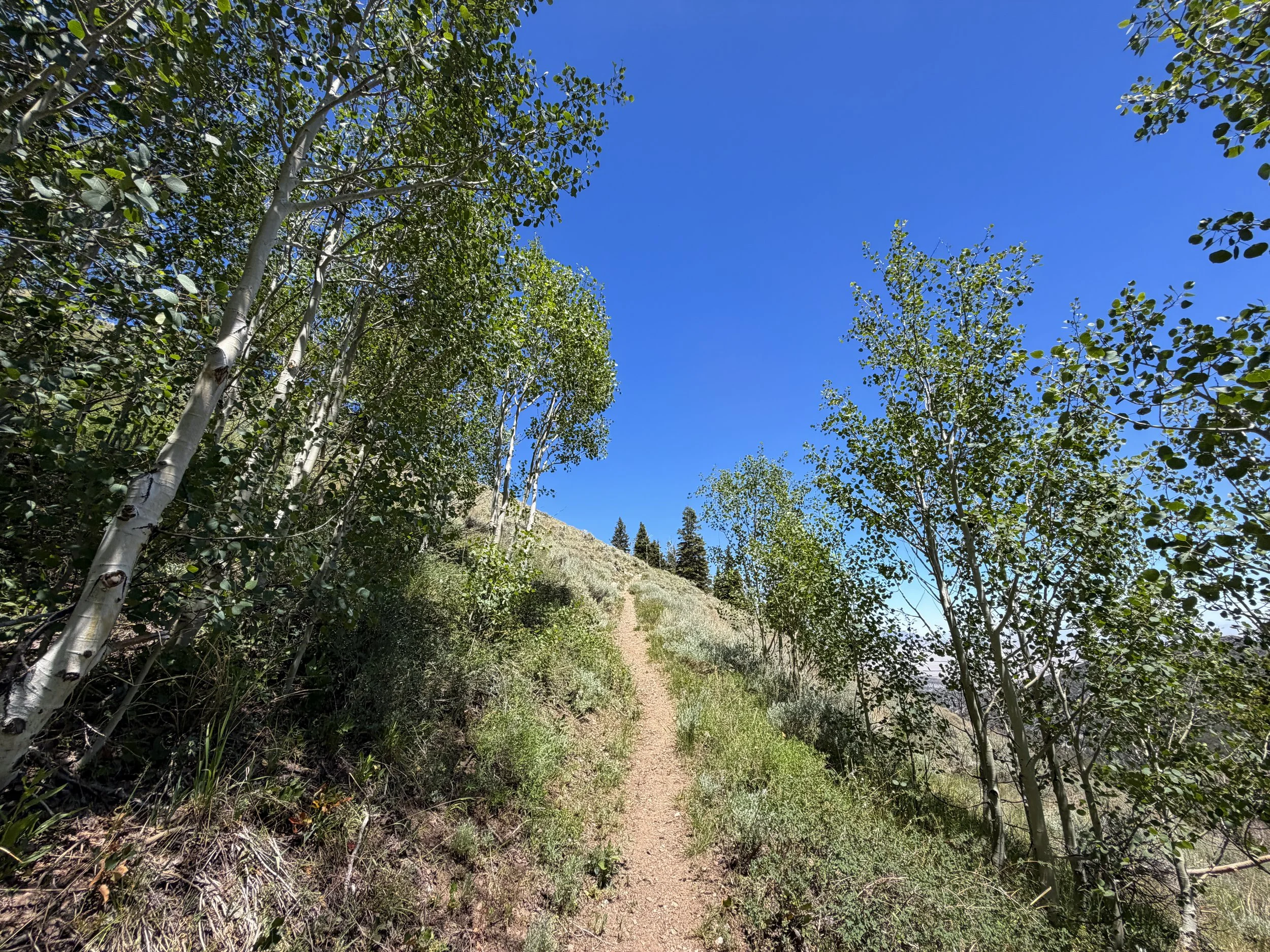 Timber Creek Loop Hike Great Basin National Park Nevada