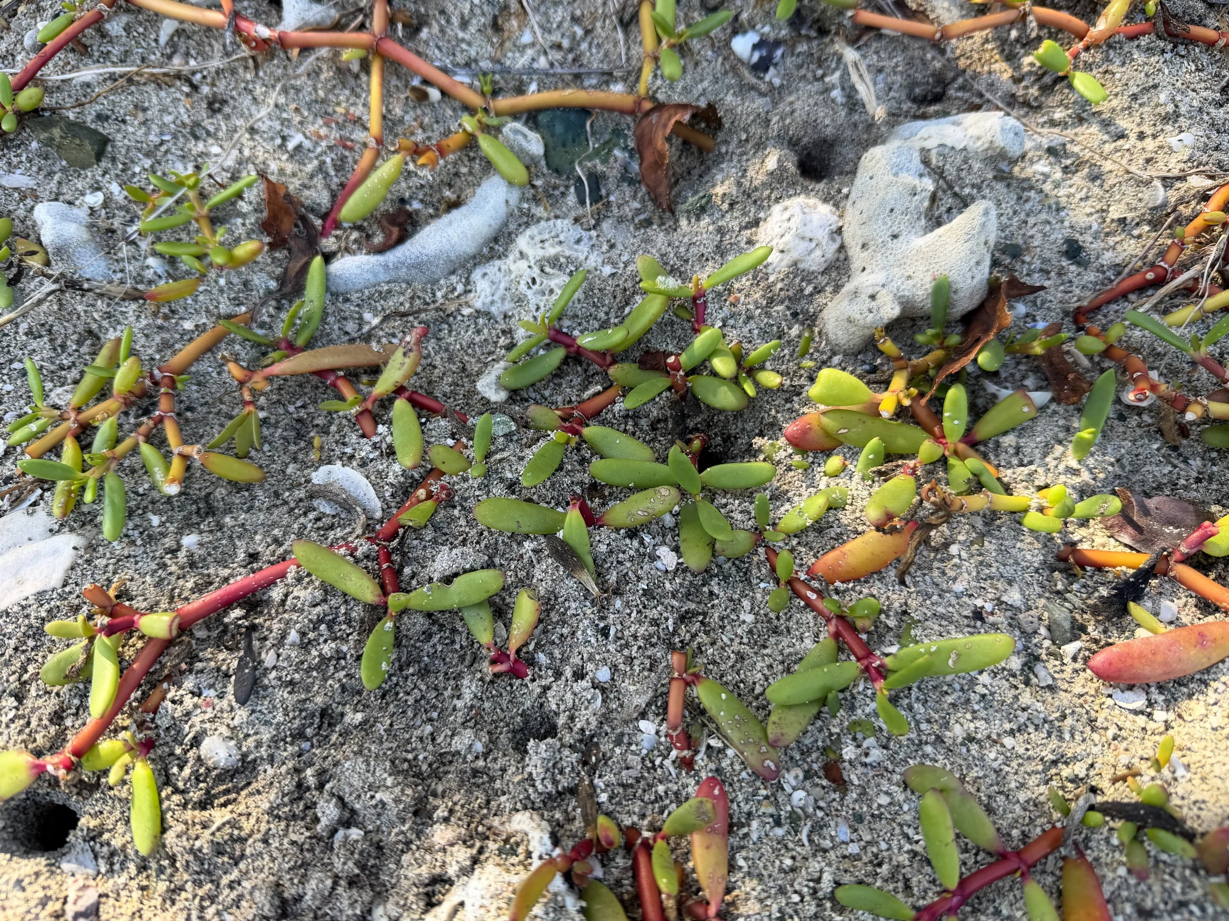 Shoreline Purslane Sesuvium portulacastrum