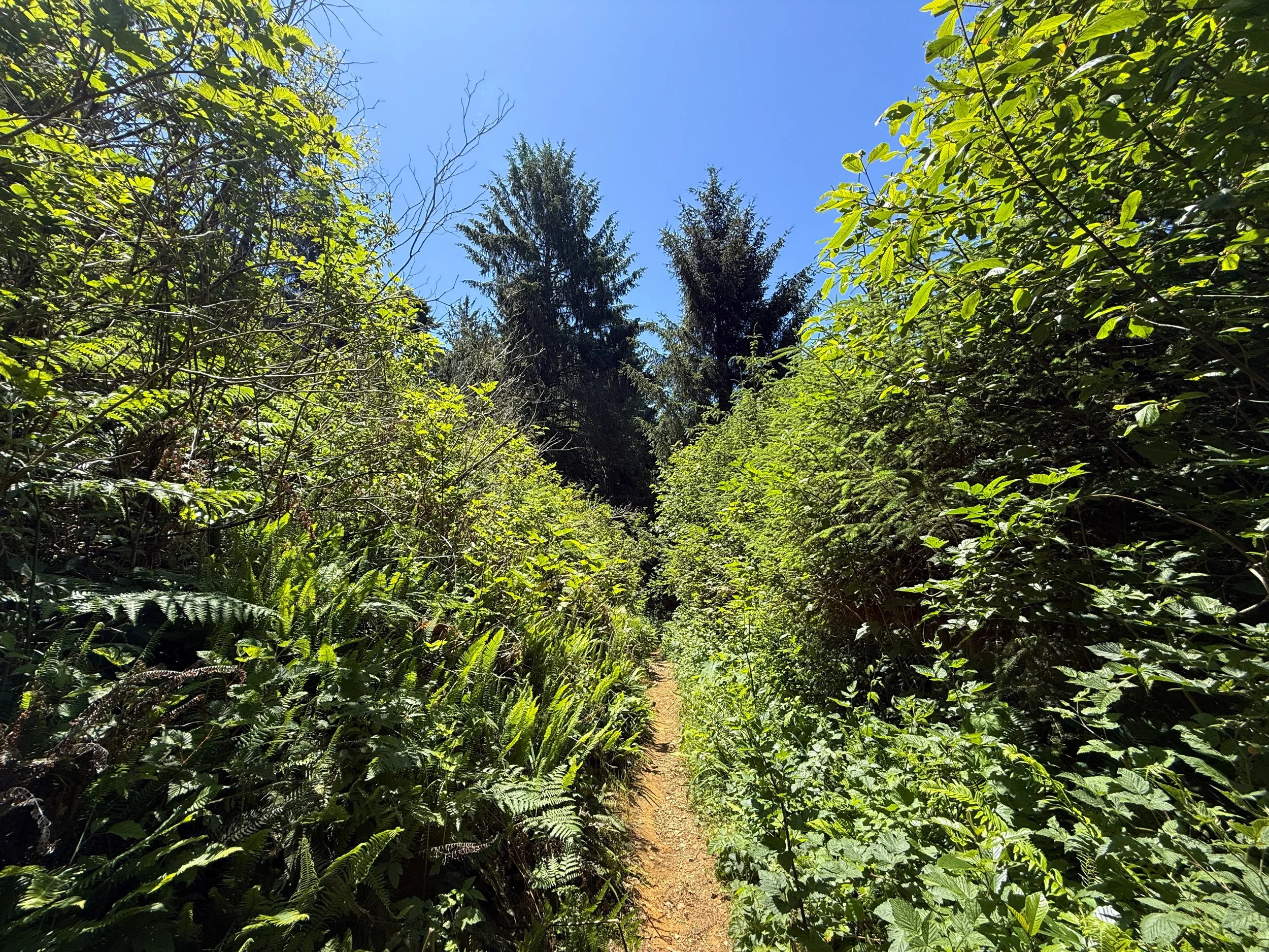 Ossagon Trail to Gold Bluffs Beach Prairie Creek Redwoods State Park California
