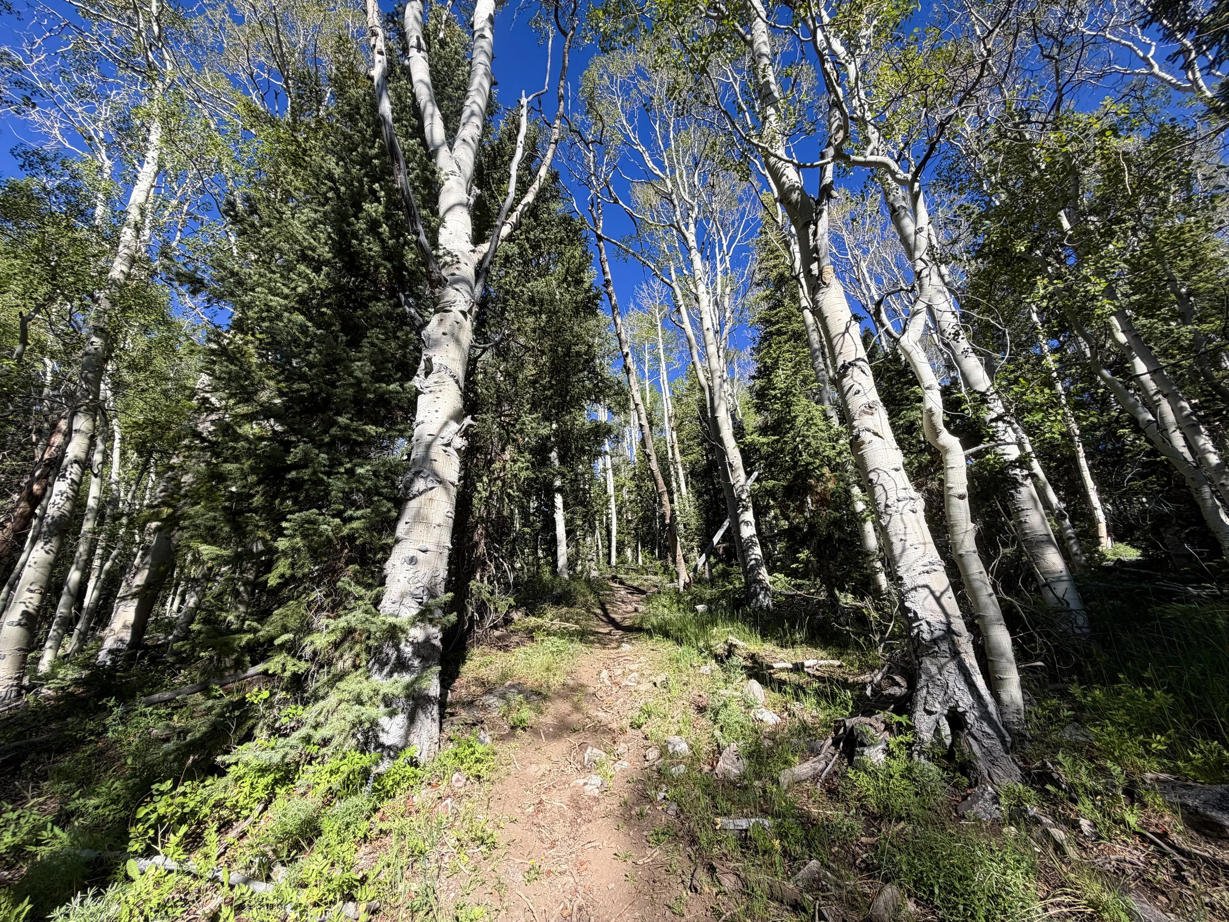 Upper Strawberry Hike Great Basin National Park Nevada