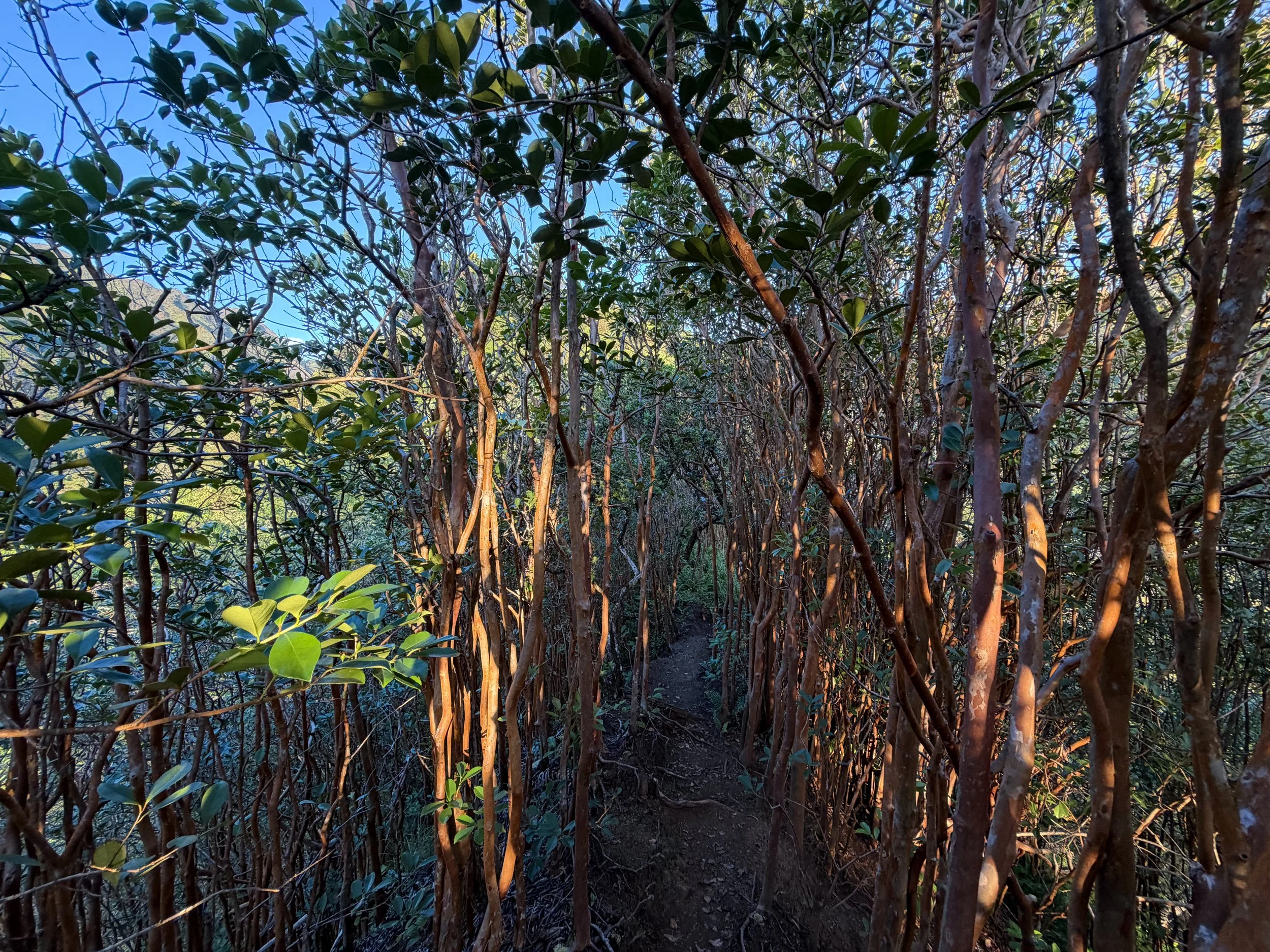 Moanalua Middle Ridge Trail to Stairway to Heaven Oahu Hawaii