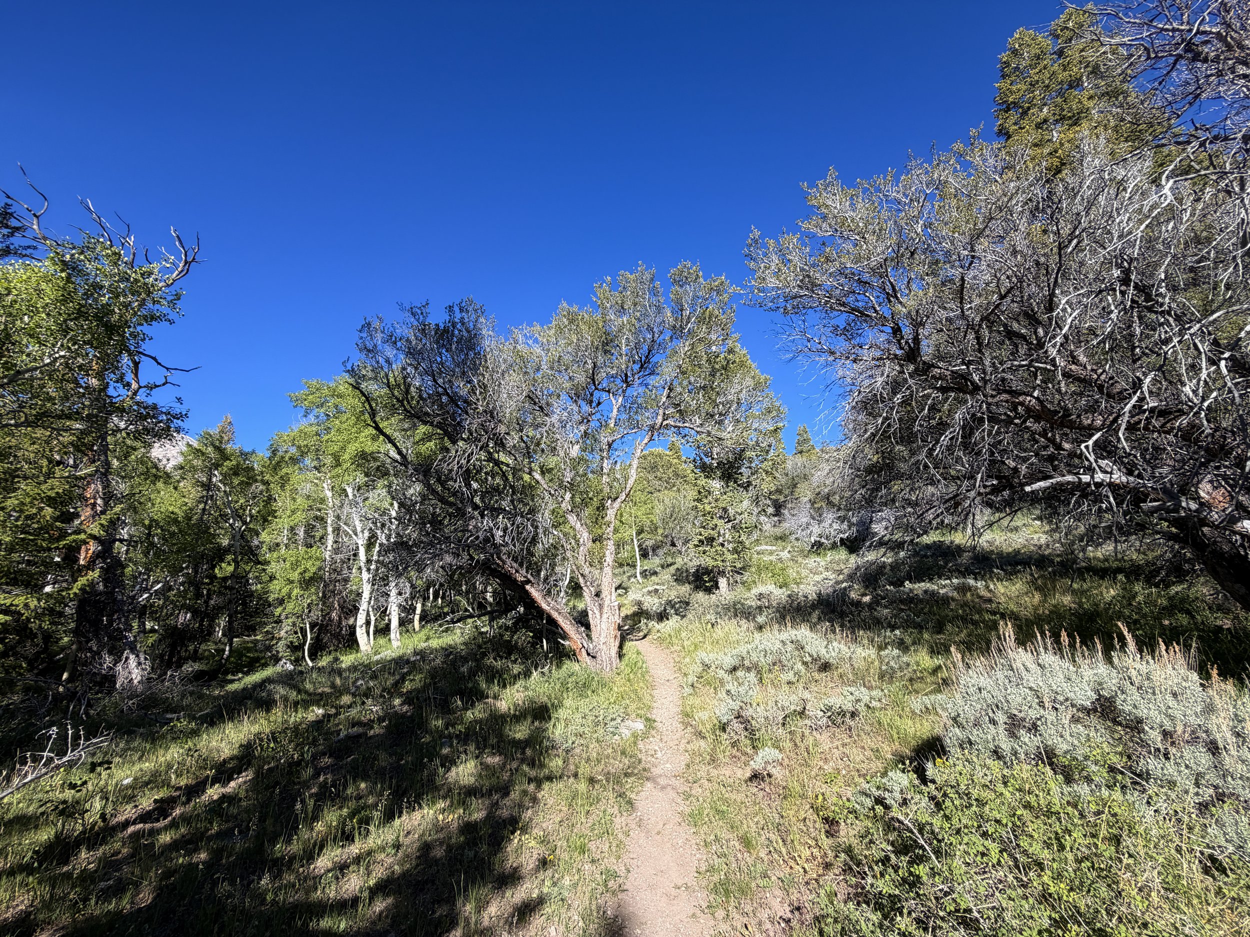 Lehman Creek Trail Great Basin National Park Nevada
