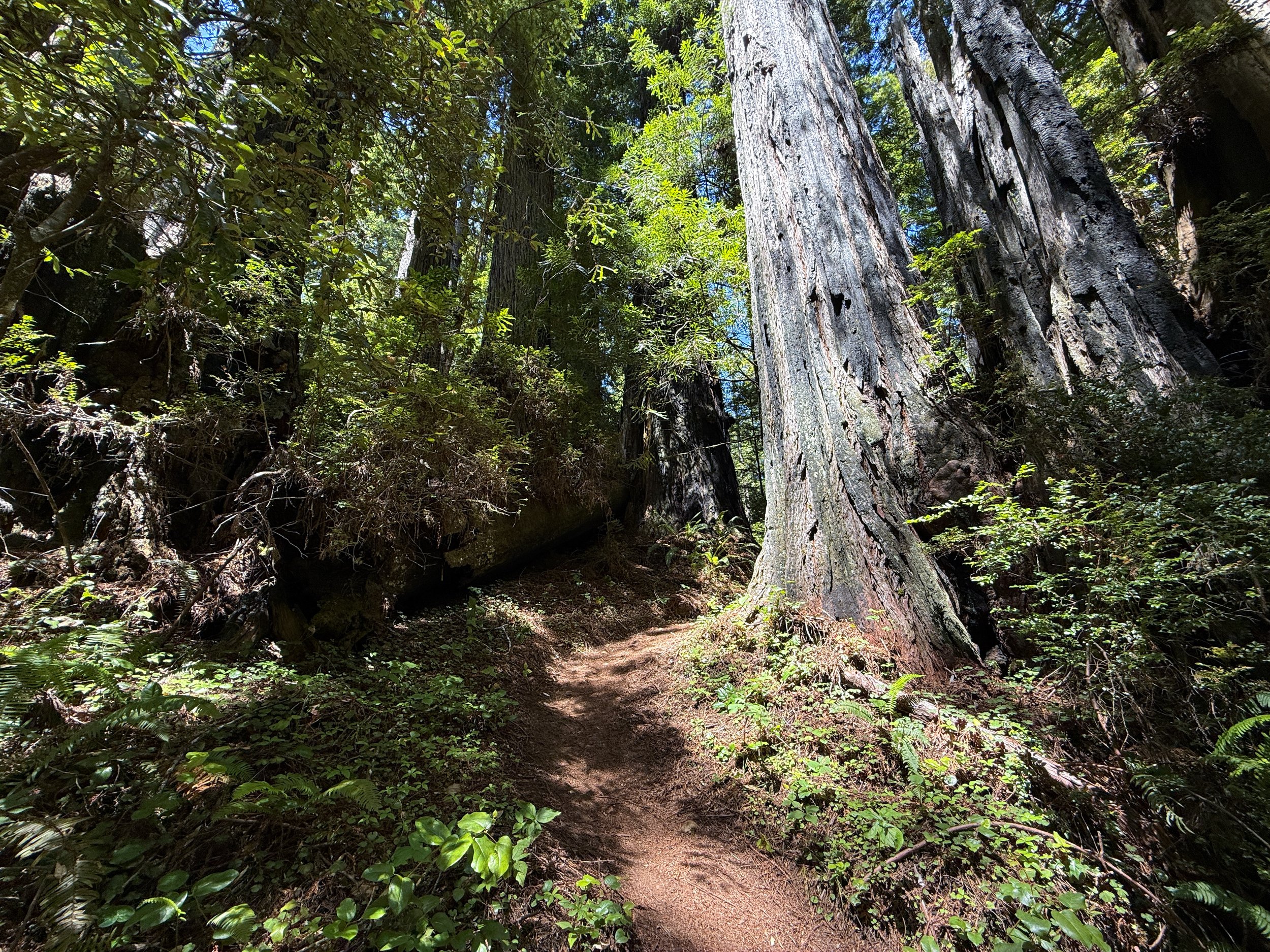 Hope Creek–Ten Taypo Loop Trail Prairie Creek Redwoods State Park California