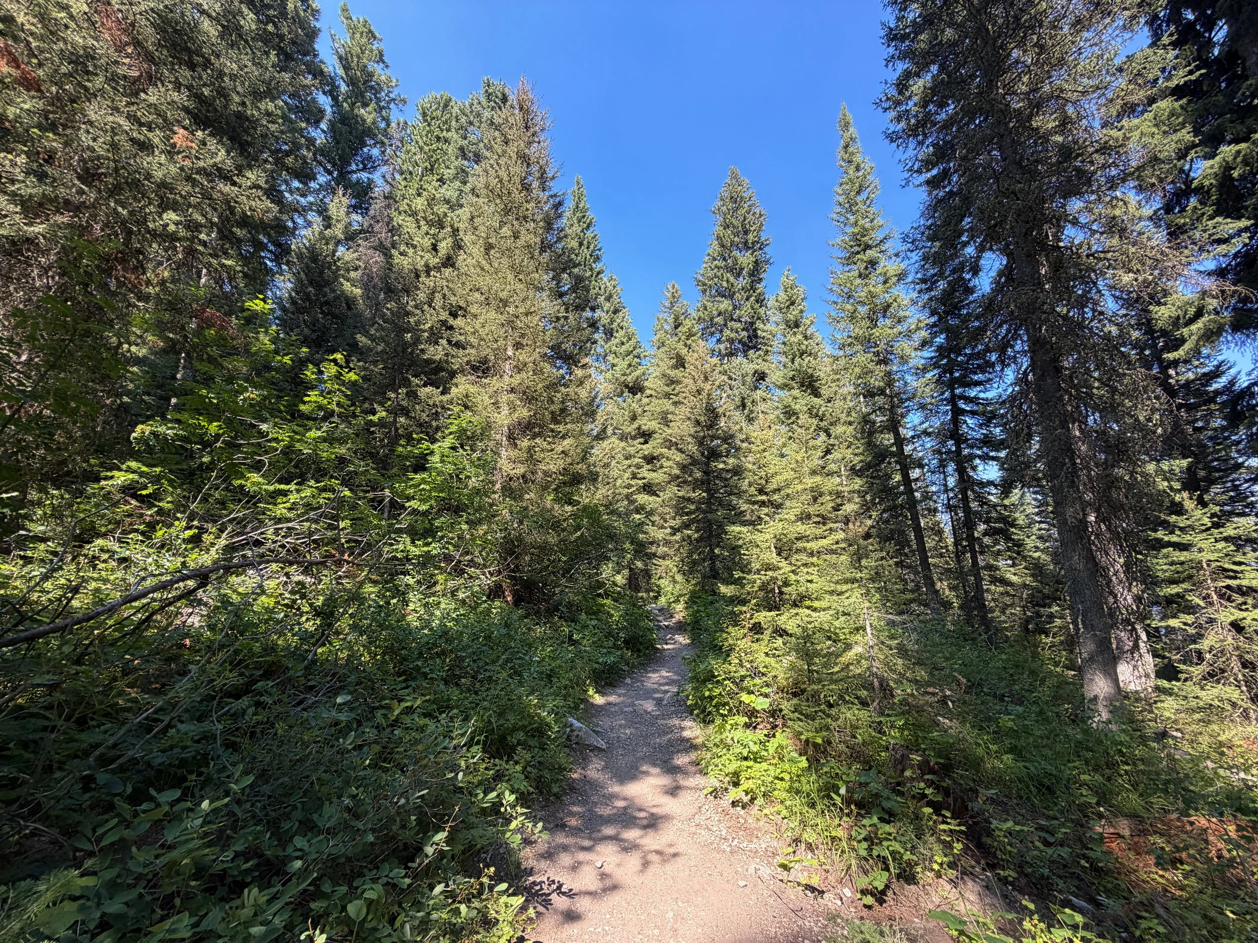 Jenny Lake Loop Trail Grand Teton National Park Wyoming