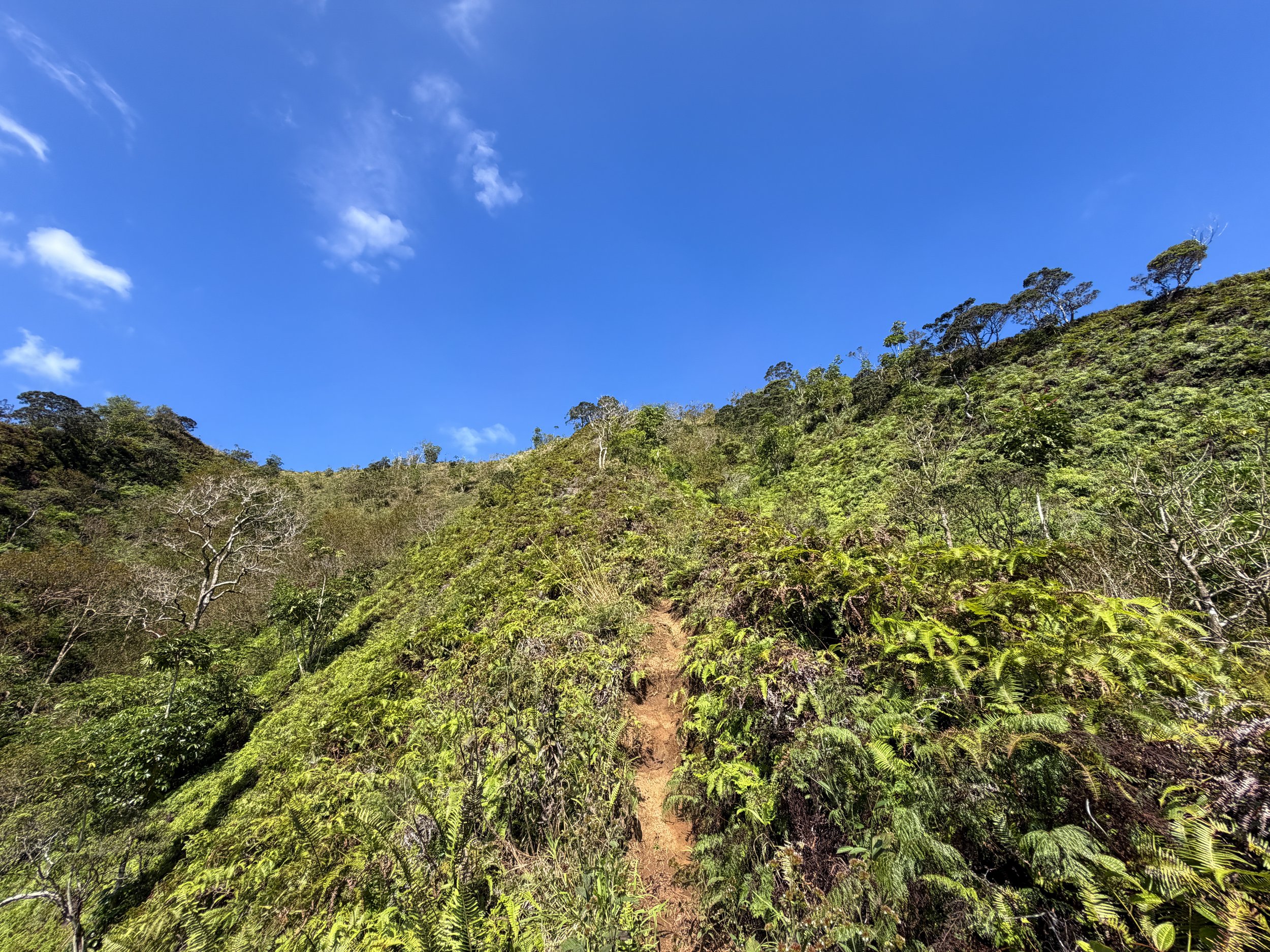 Kulanaahane Ridge Trail Oahu Hawaii