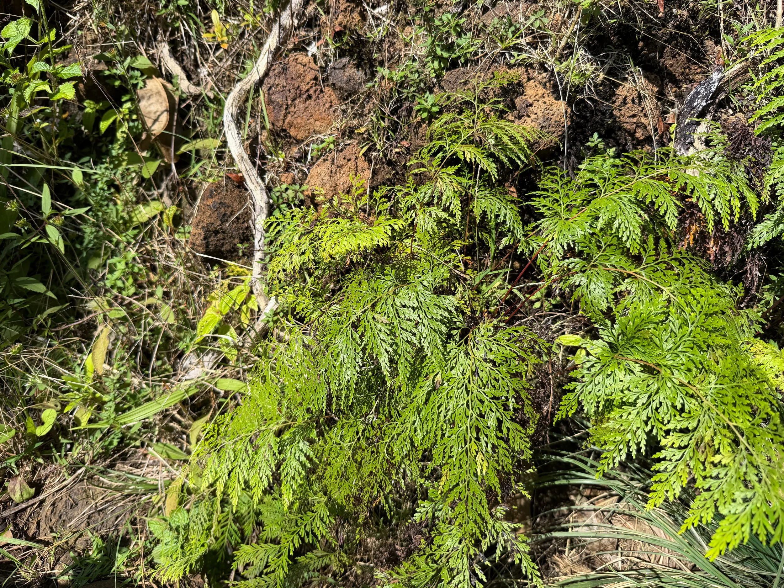 Palaa Sphenomeris chinensis