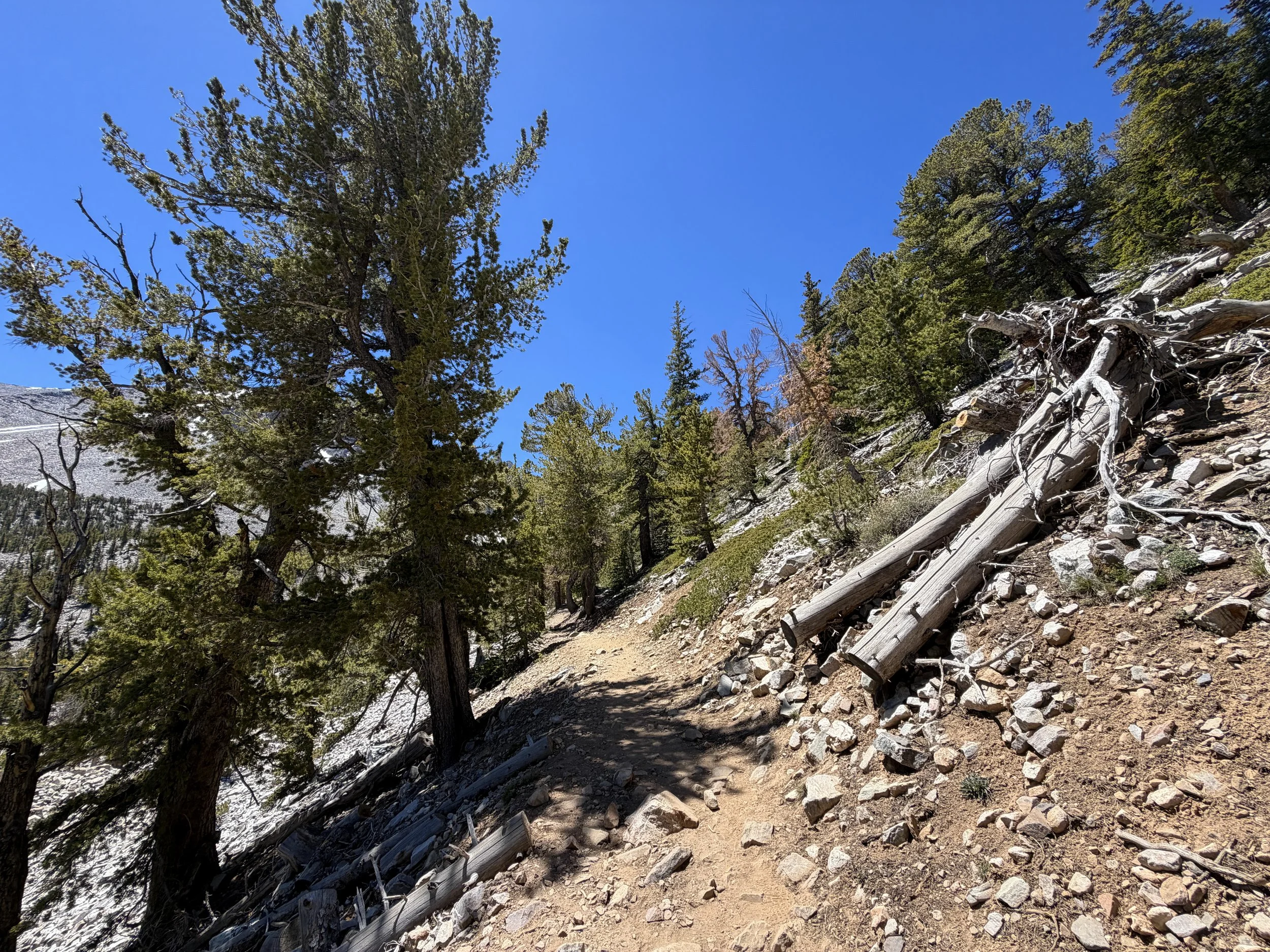 Bristlecone Pine Trail Great Basin National Park Nevada