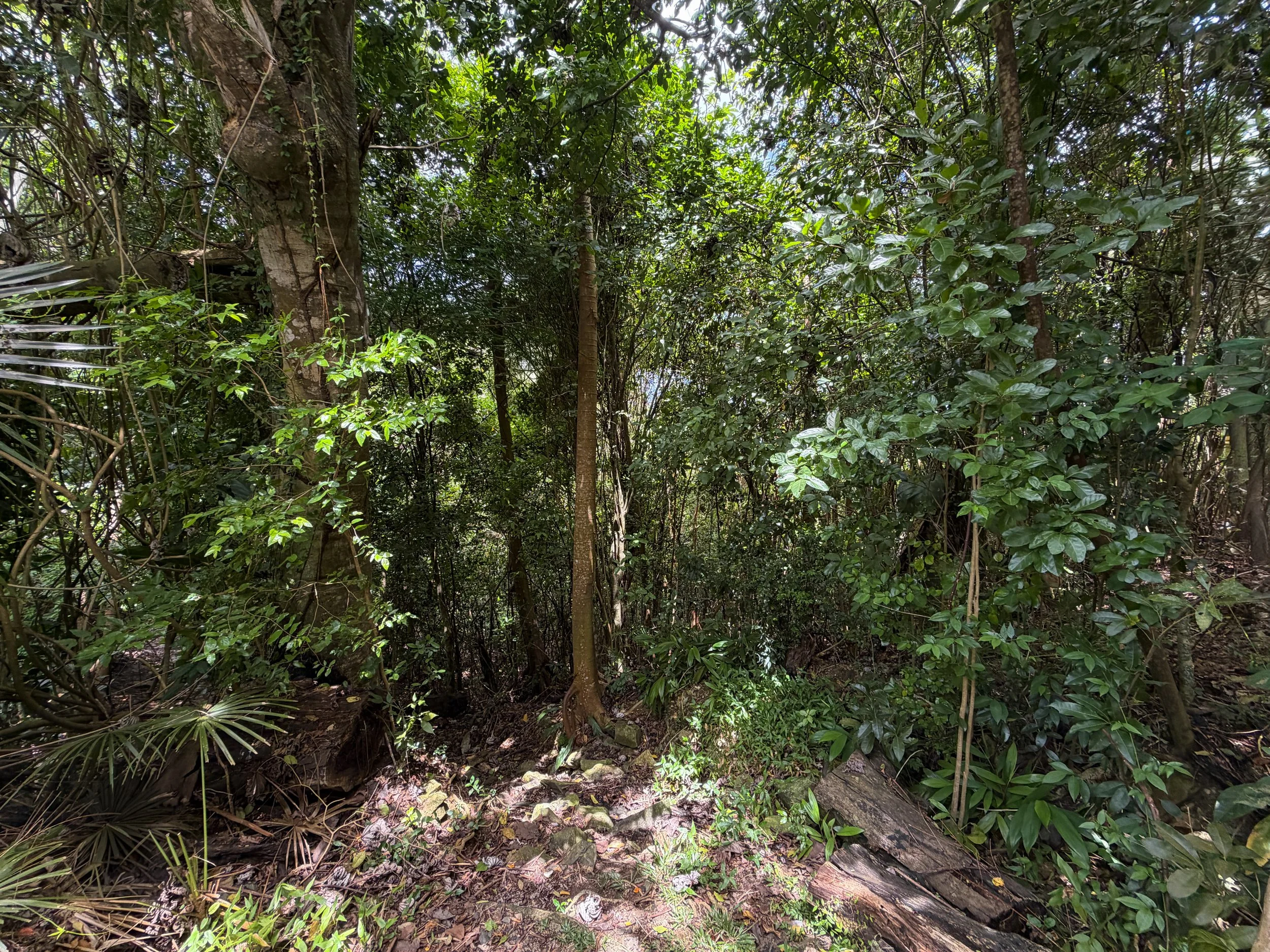 Maria Hope Trail Virgin Islands National Park
