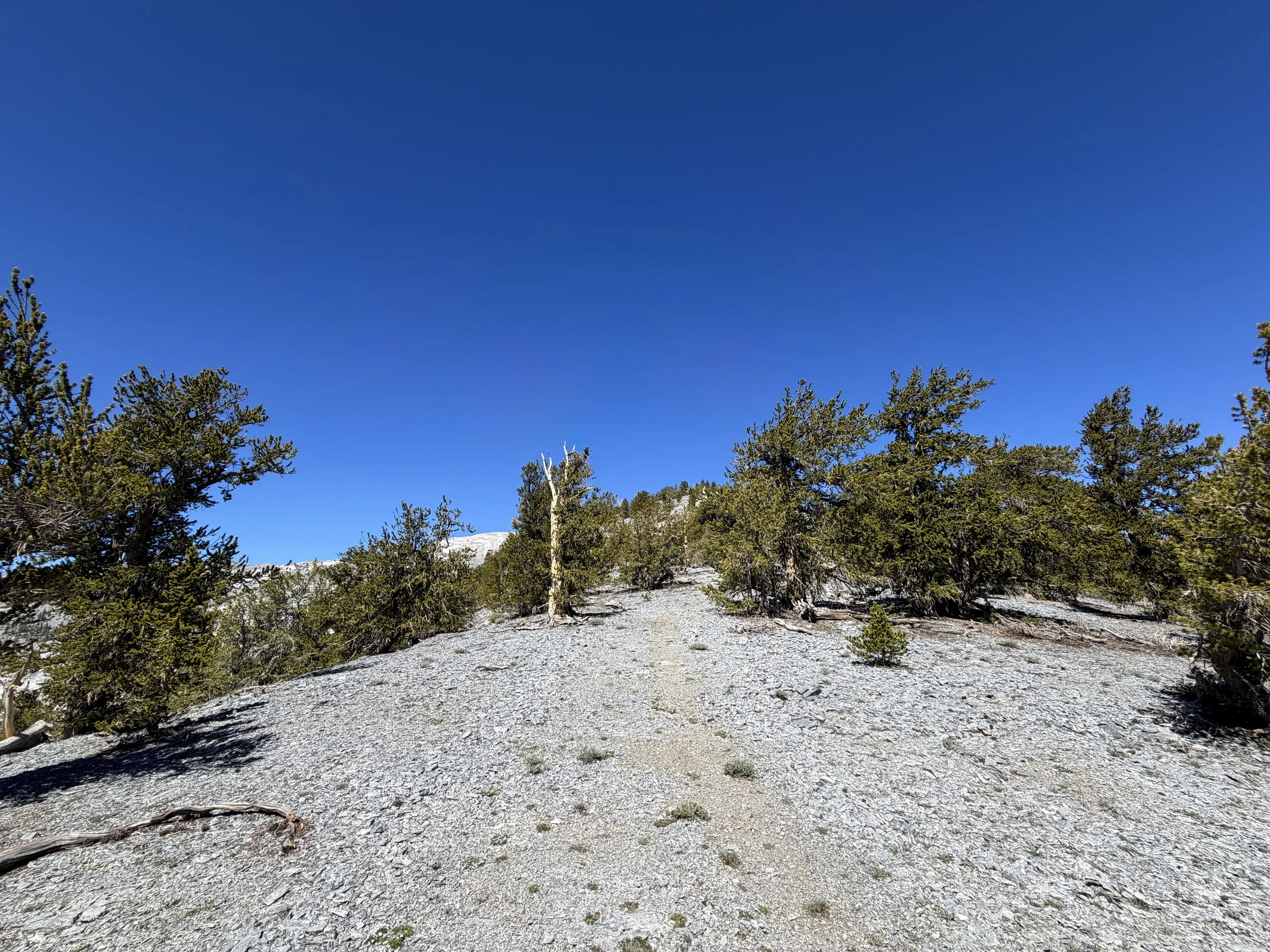 Snake Divide Trail to Magic Bristlecone Grove Great Basin National Park Nevada