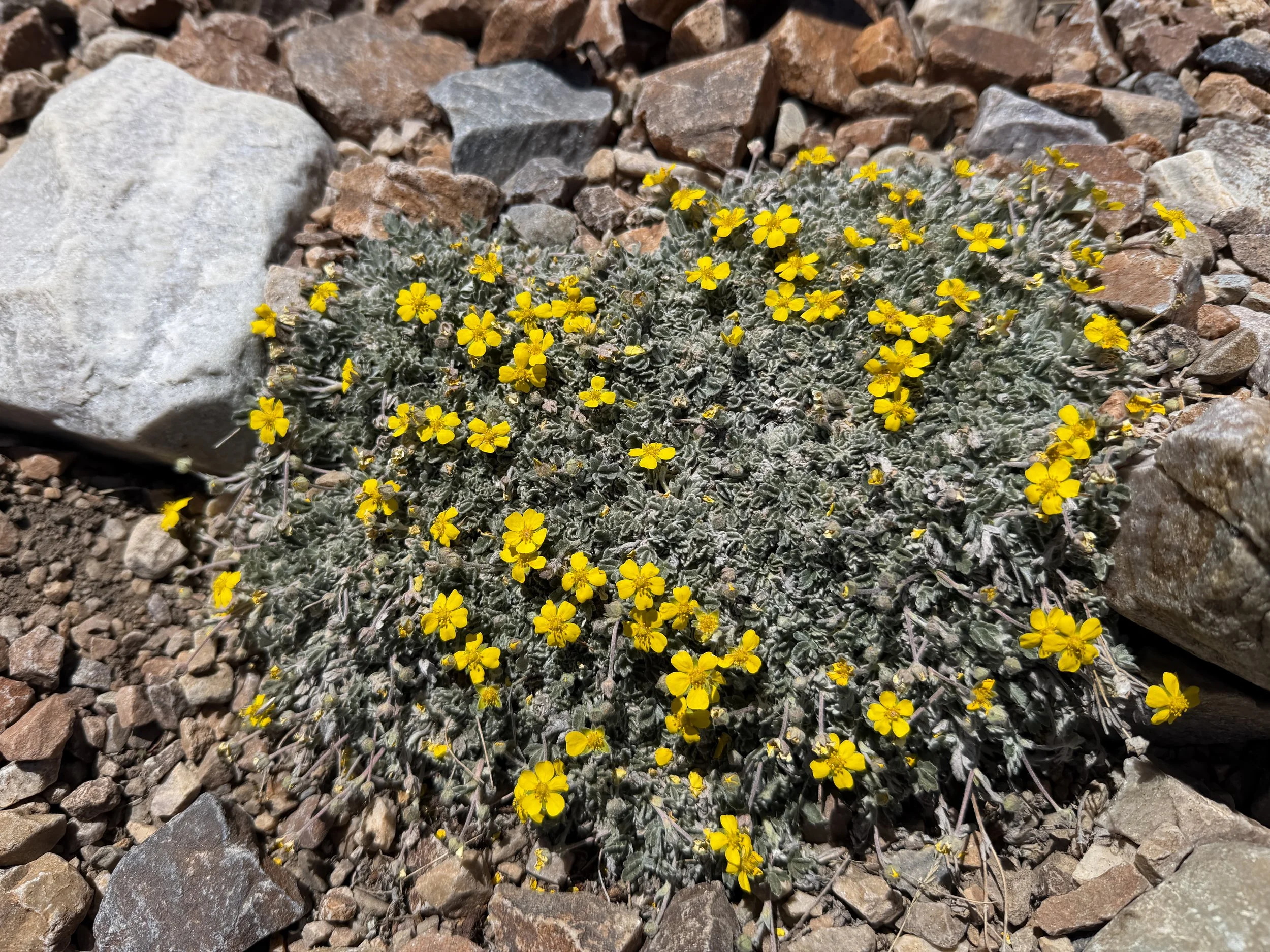 Holmgren’s Cinquefoil Potentilla holmgrenii
