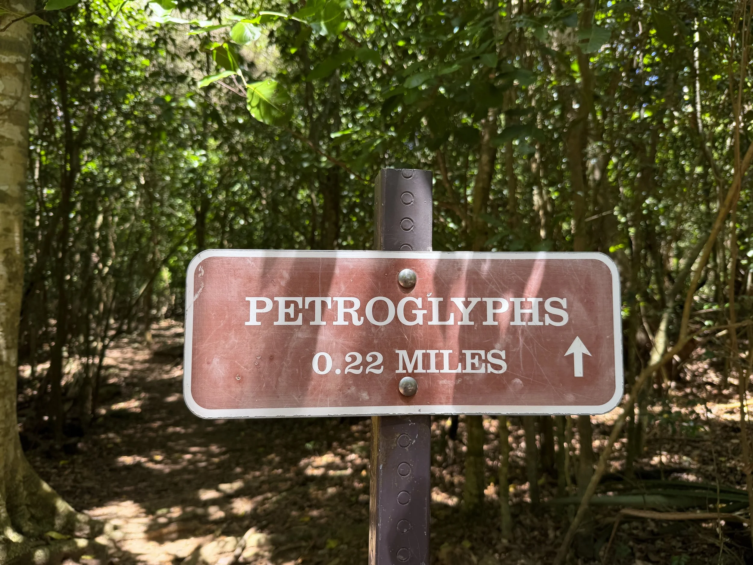 Reef Bay Trail Petroglyphs Split Virgin Islands National Park