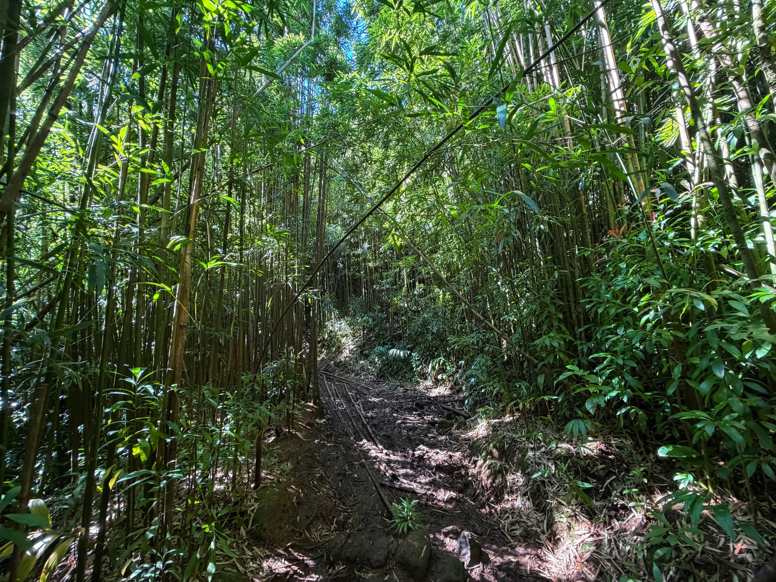 Aihualama to Pauoa Flats Trail Oahu Hawaii