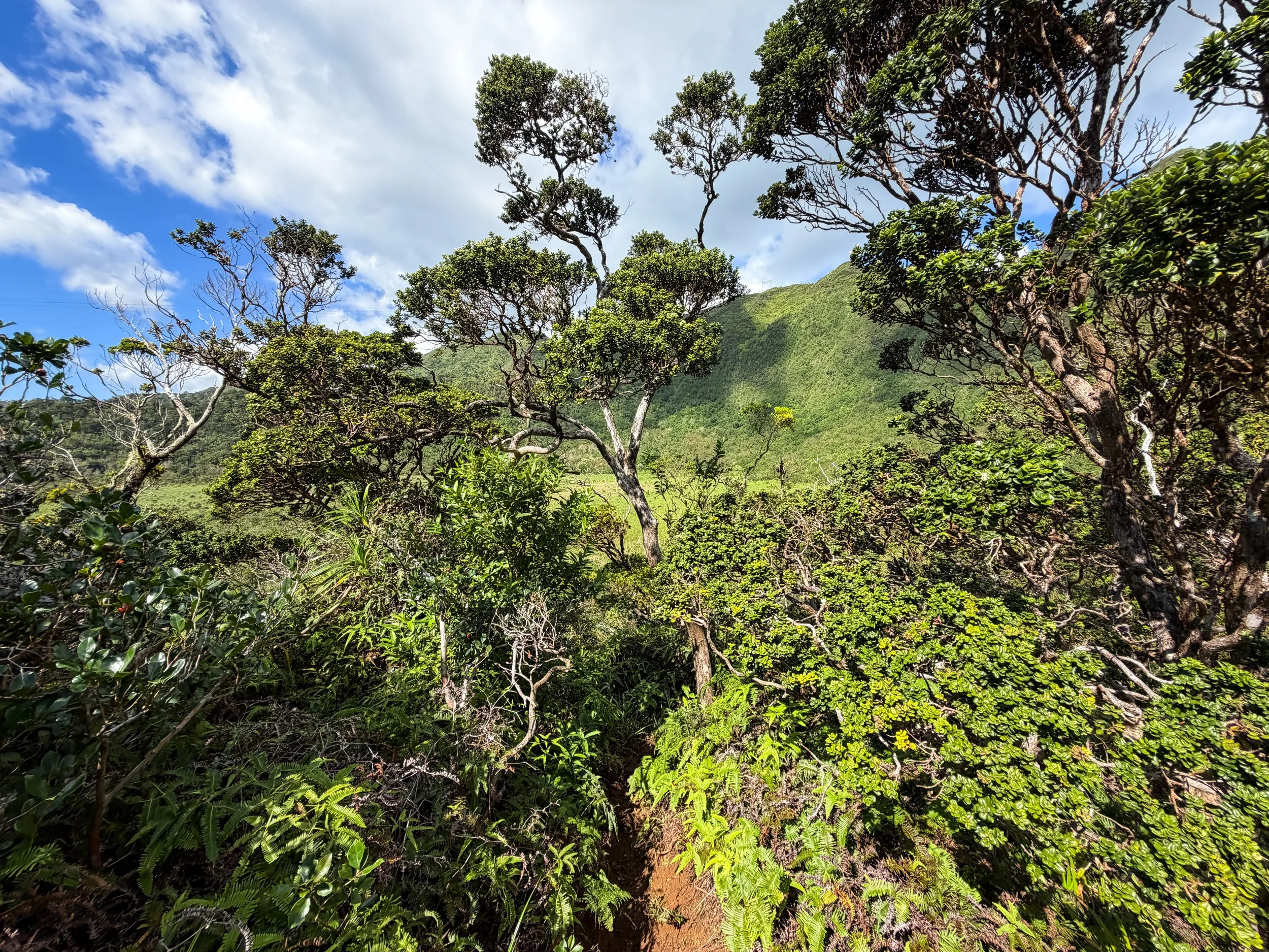 Kaau Crater Loop Trail Oahu Hawaii