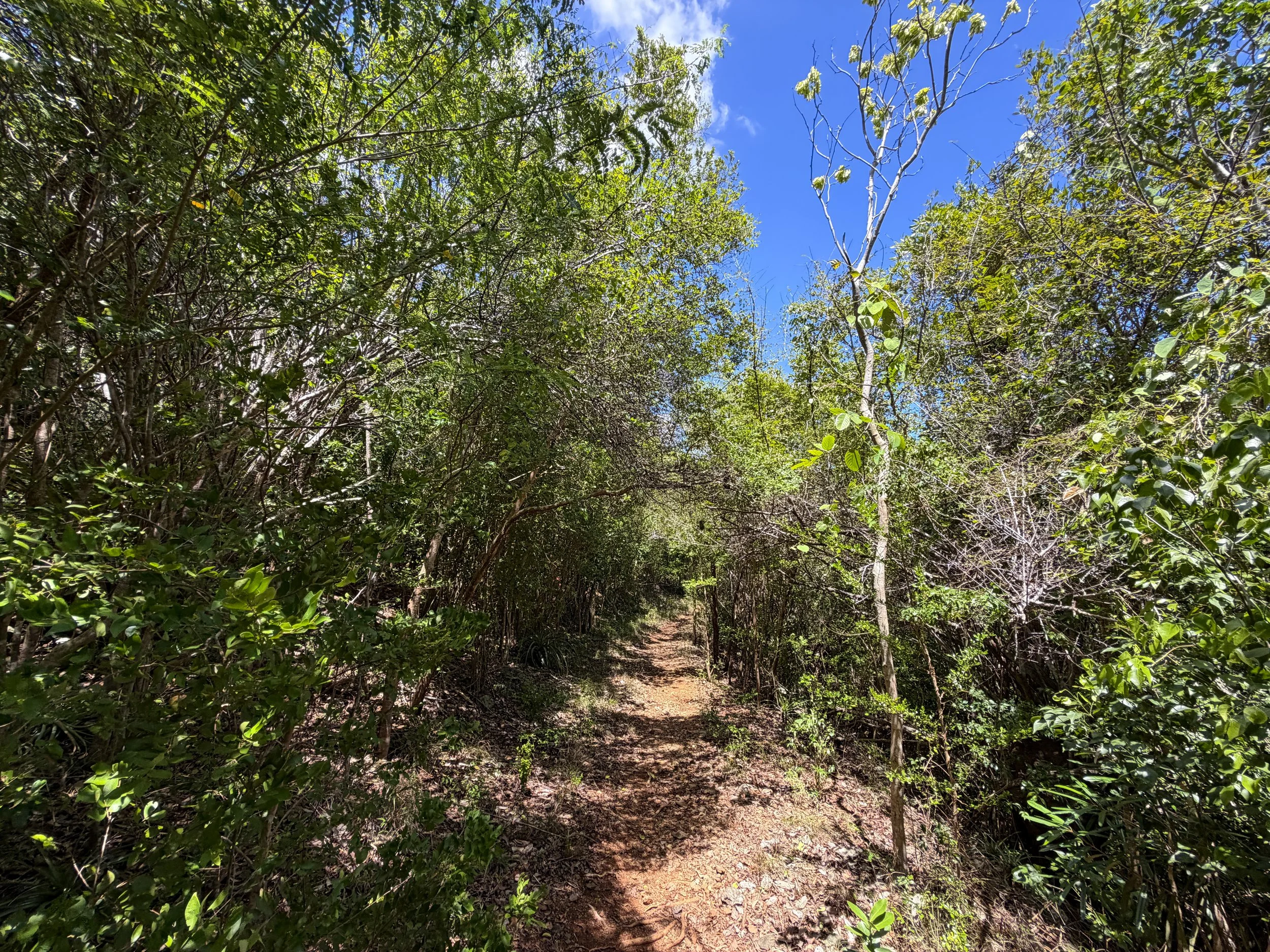 LEsperance Trail Virgin Islands National Park