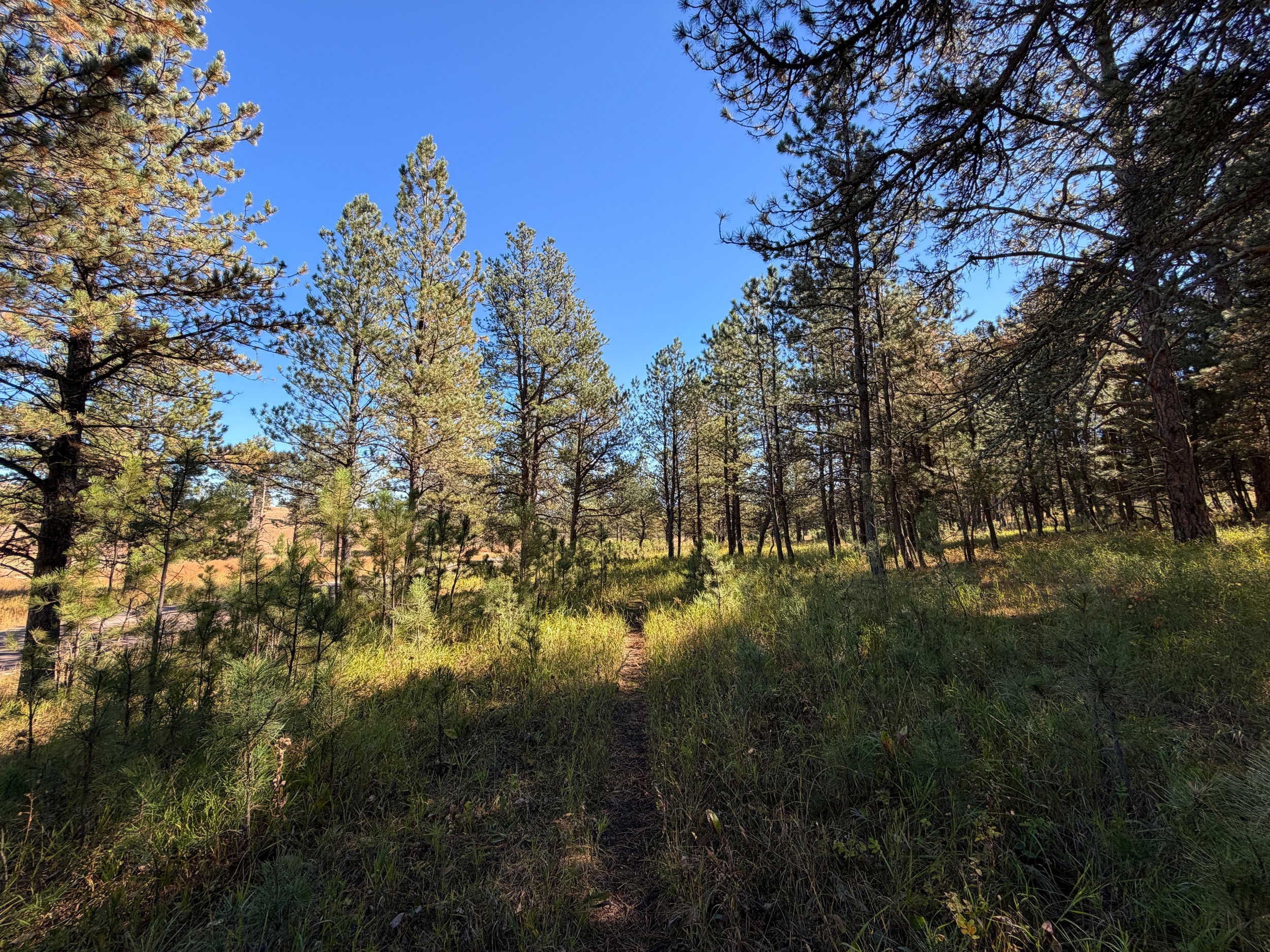 Sanctuary Trail Wind Cave National Park South Dakota