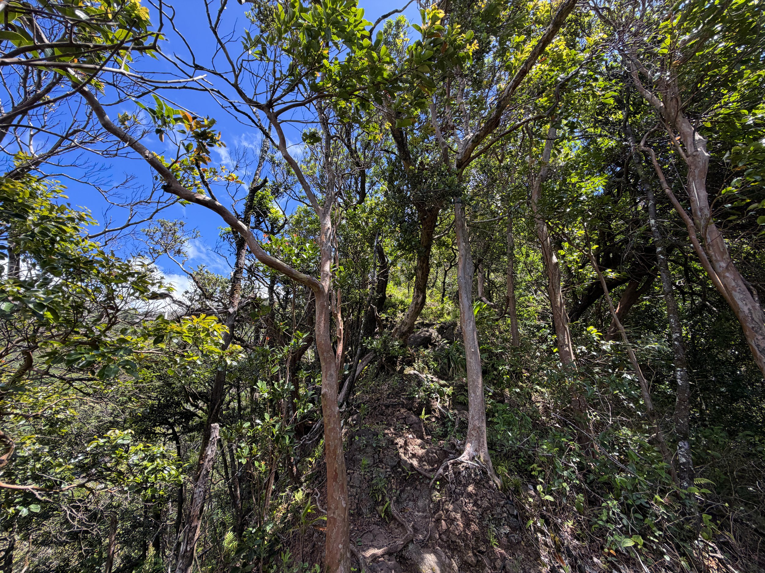 Moanalua Valley to Tripler Ridge Trail Oahu Hawaii