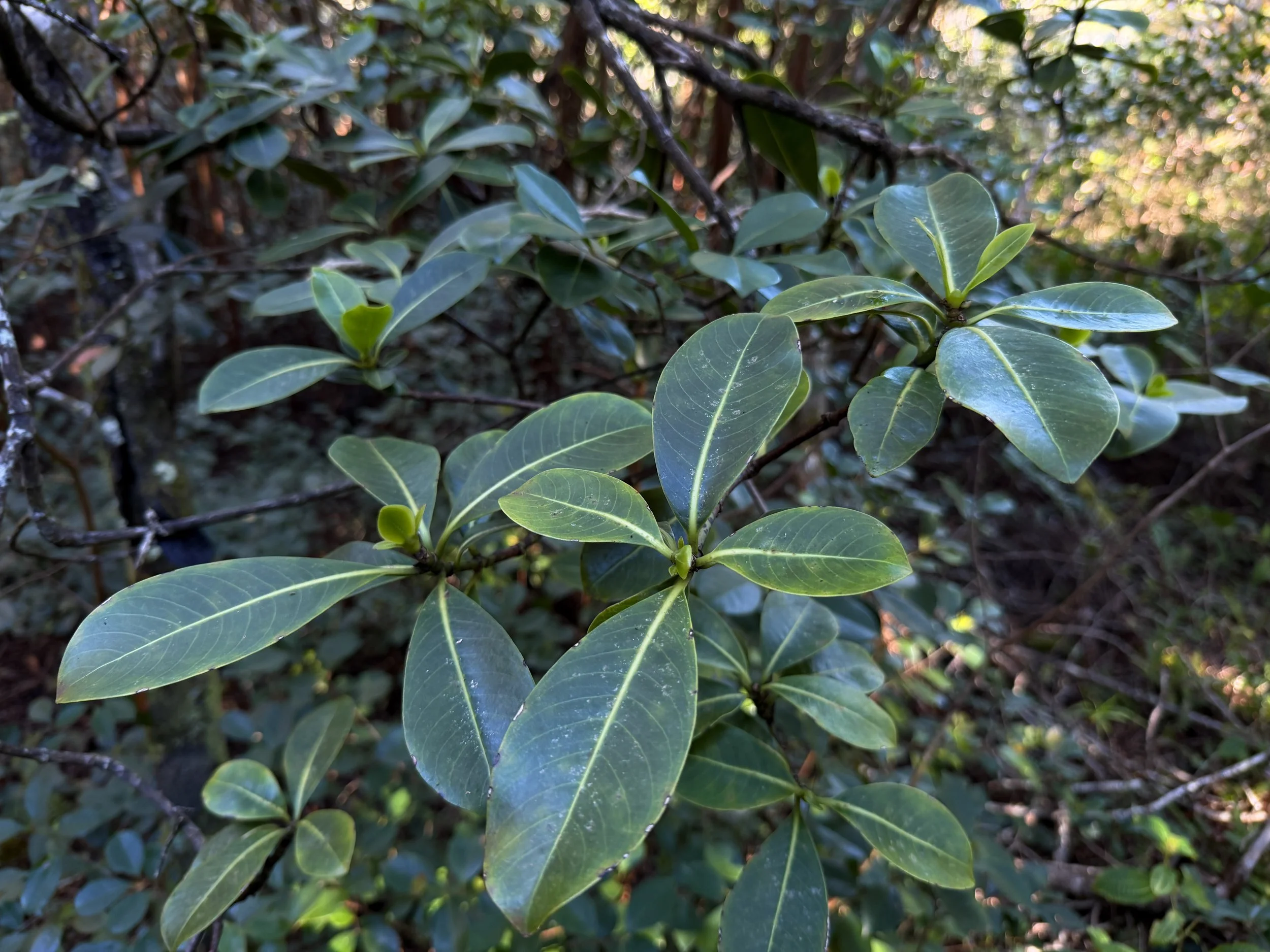 Kopiko Psychotria hexandra