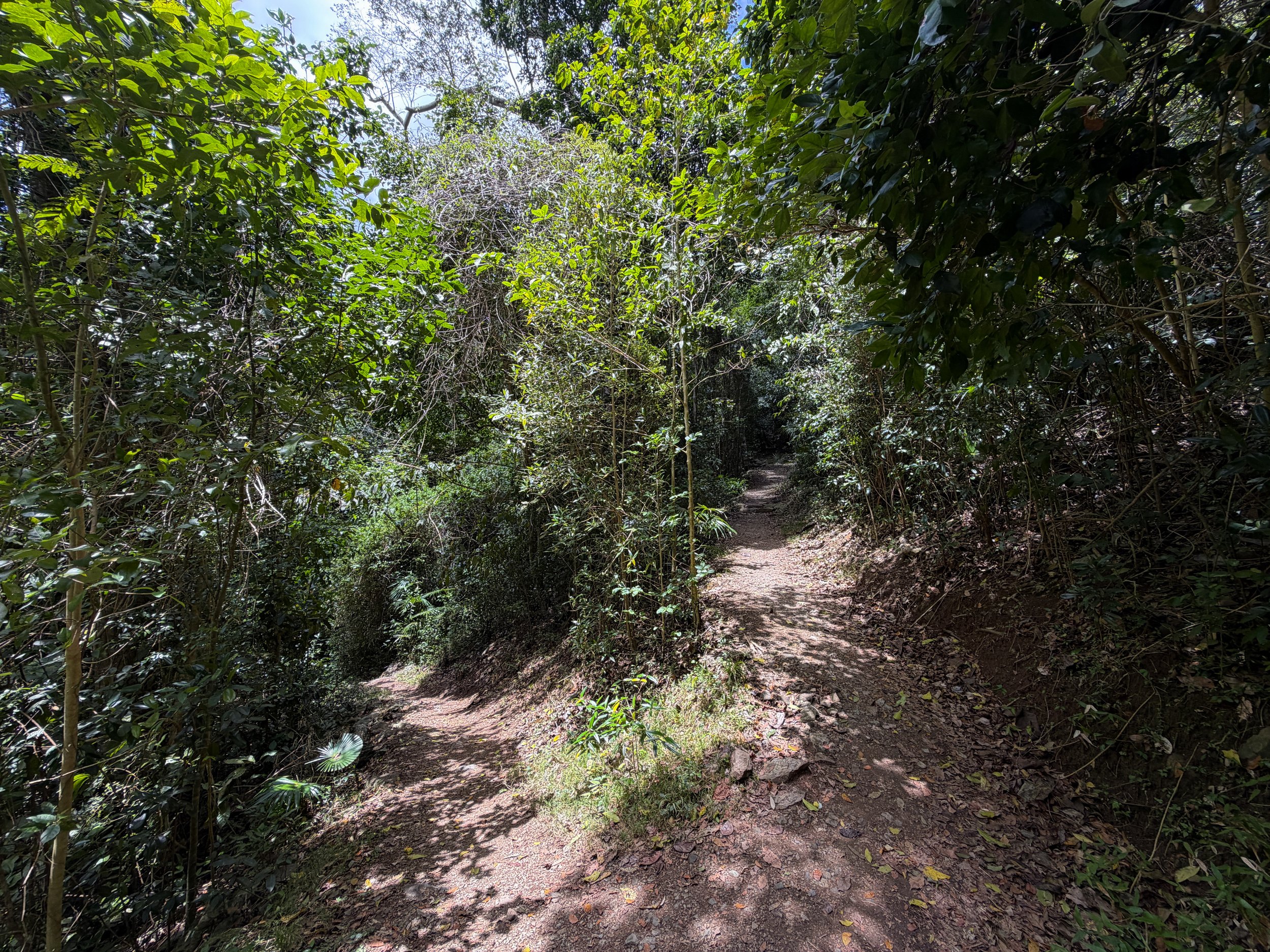 Reef Bay Trail Switchbacks Virgin Islands National Park