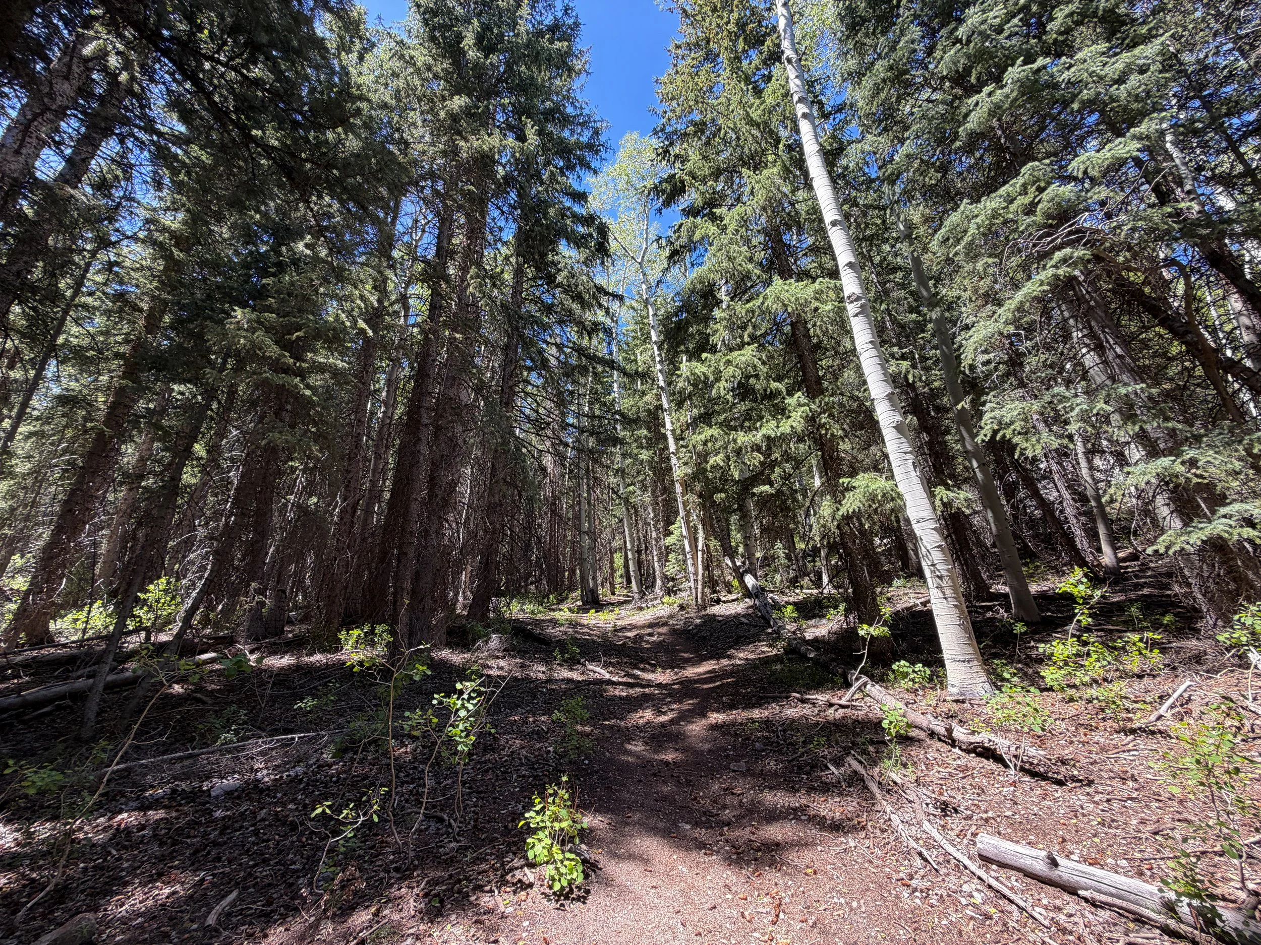 Timber Creek Loop Trail Great Basin National Park Nevada