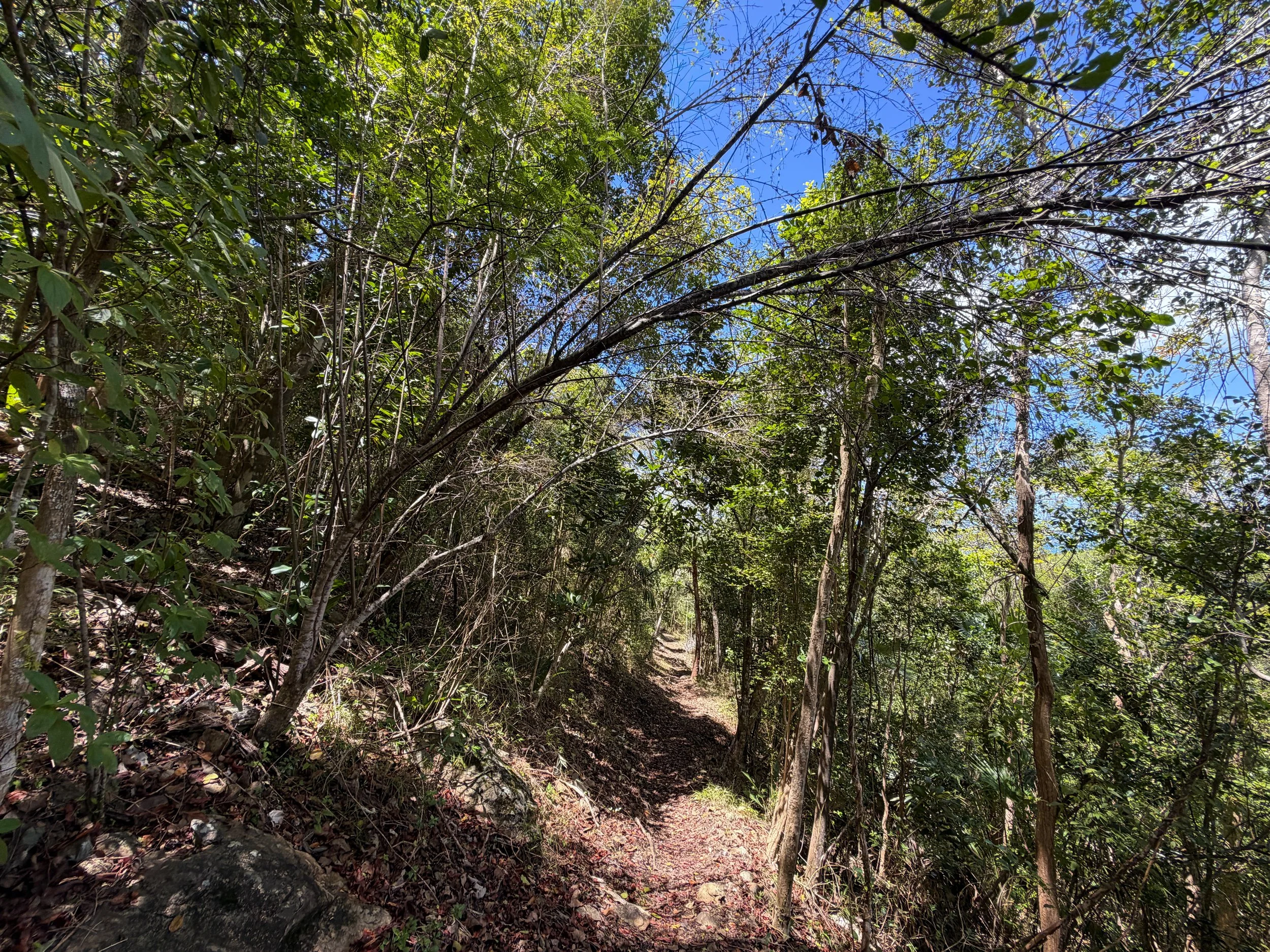 Caneel Hill Trail Virgin Islands National Park