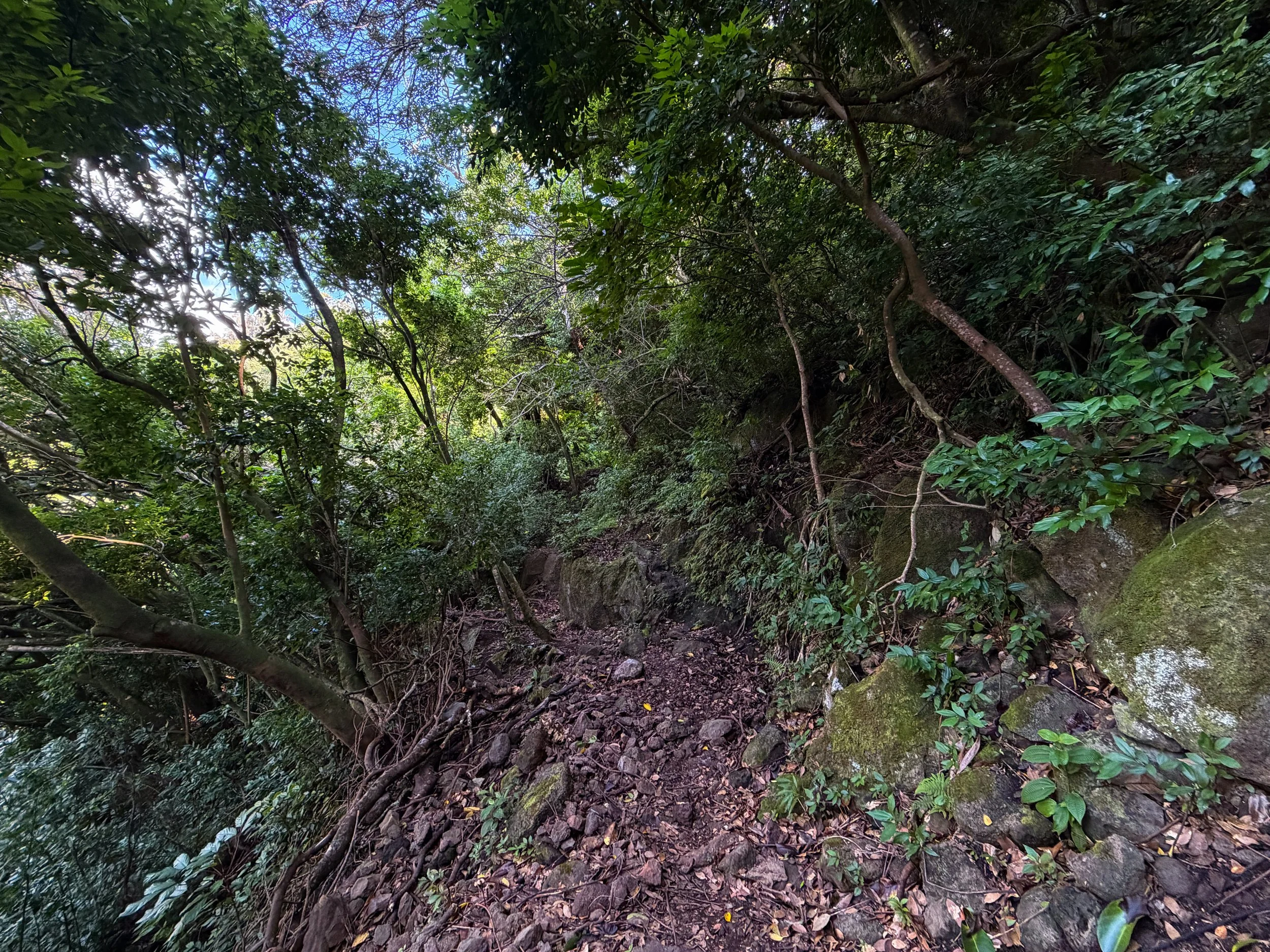 Nuuanu Trail to Pauoa Flats Bench Oahu Hawaii