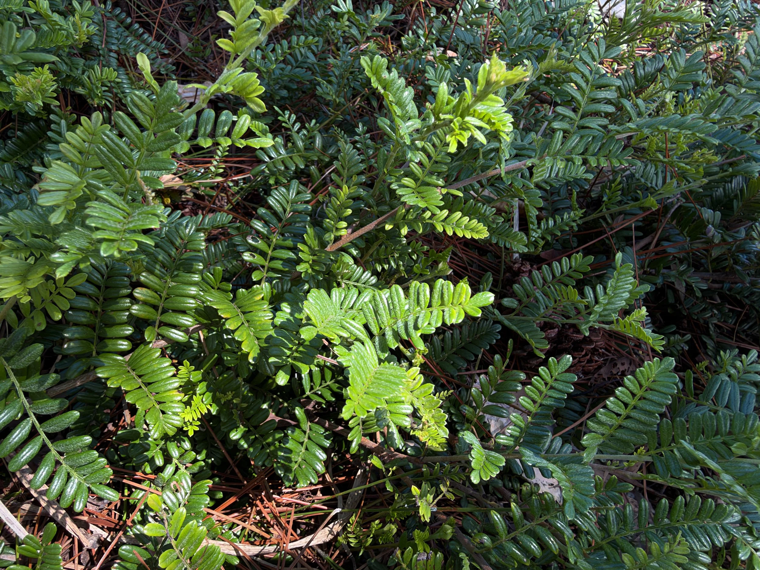 Ulei Osteomeles anthyllidifolia