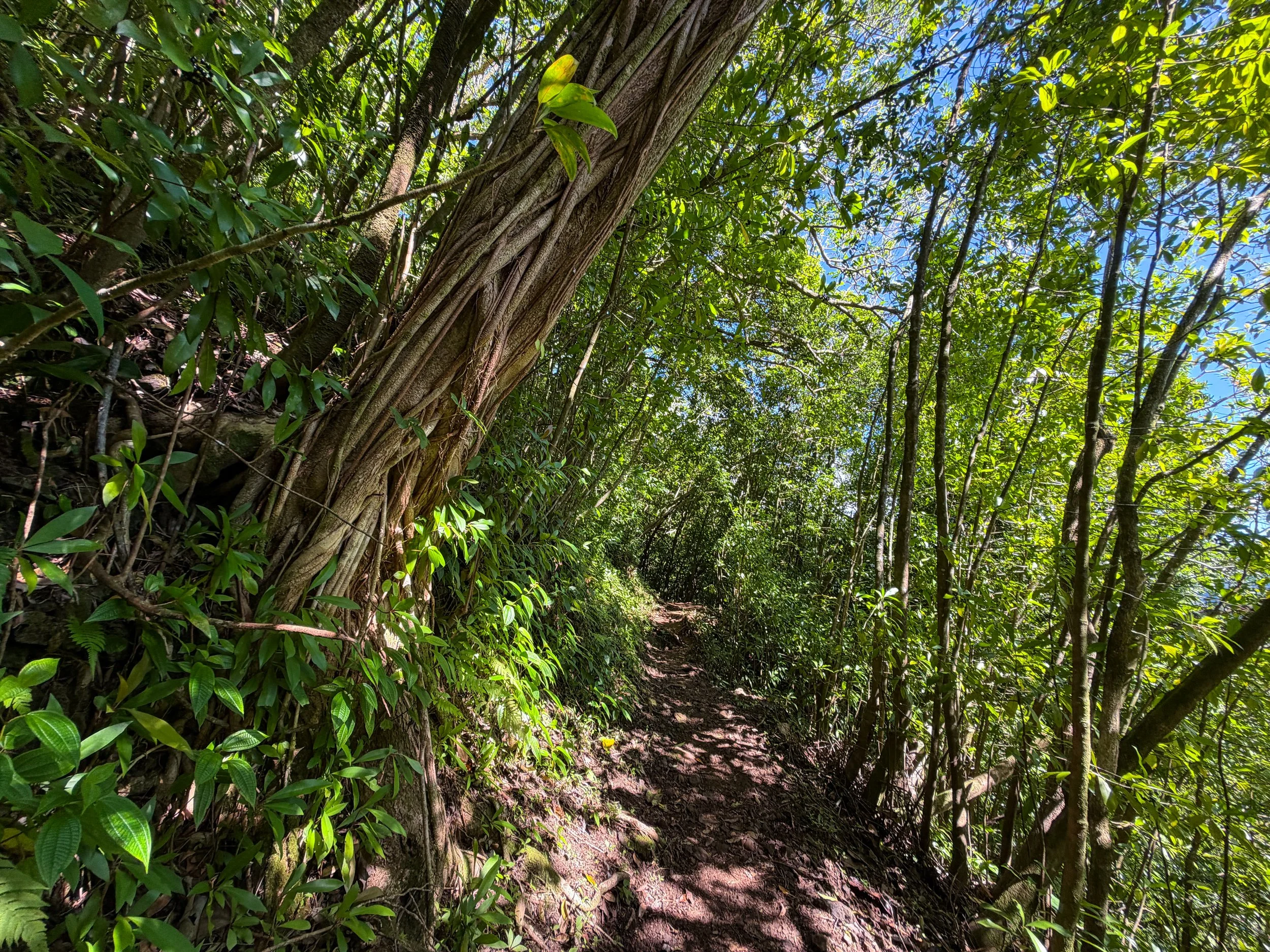 Aihualama Trail Oahu Hawaii