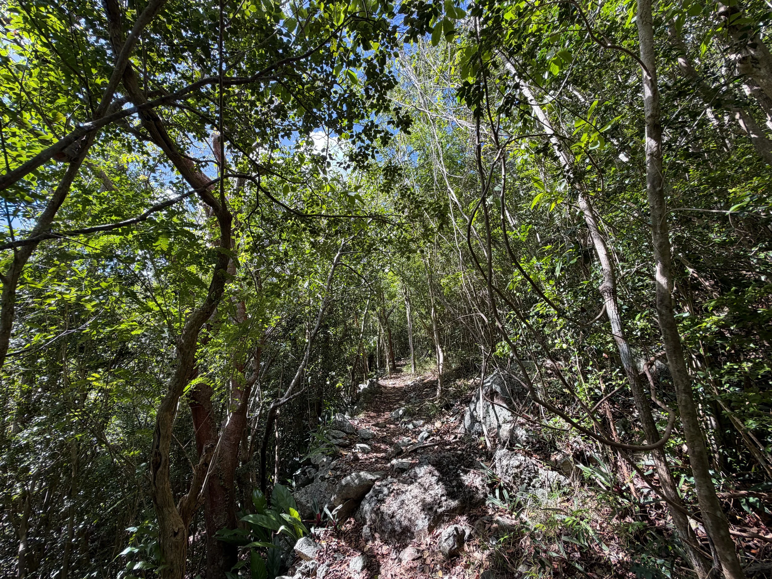 Great Sieben Hike Virgin Islands National Park