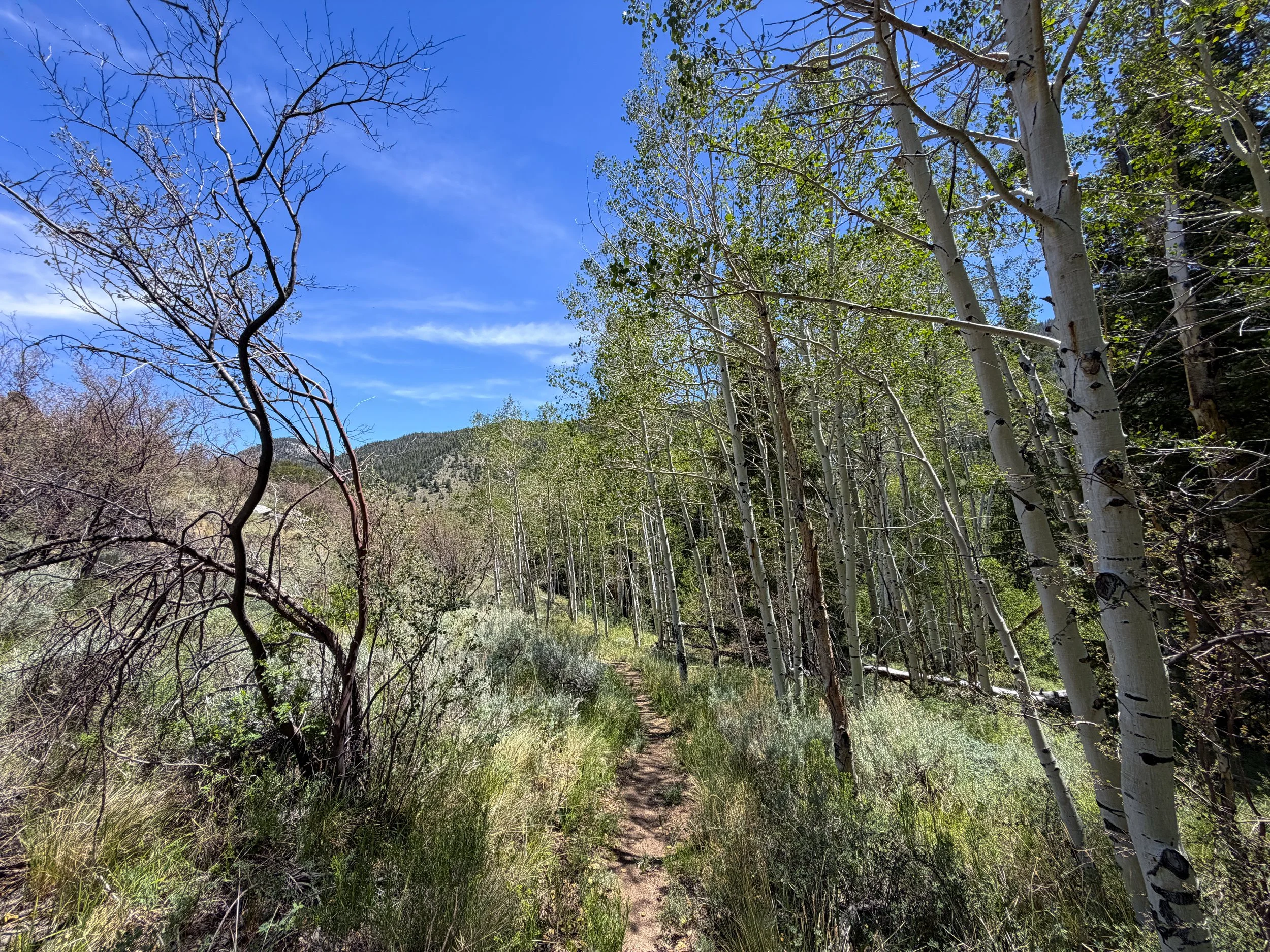 Serviceberry Loop Trail Great Basin National Park Nevada