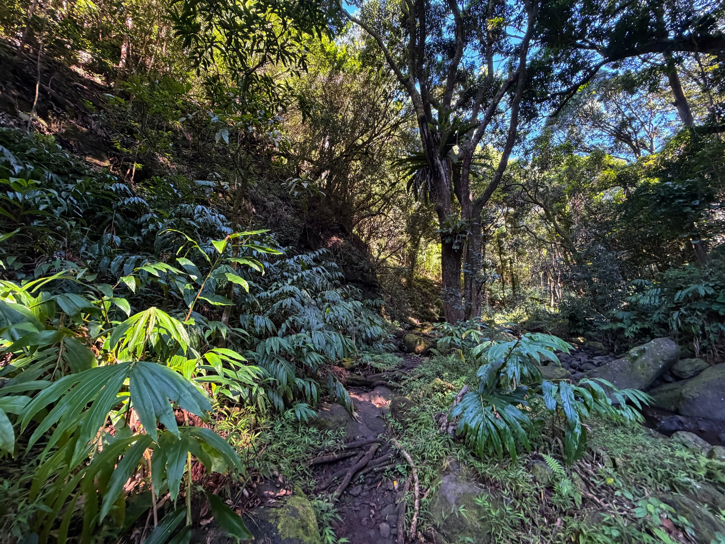 Kaau Crater Trail Oahu Hawaii