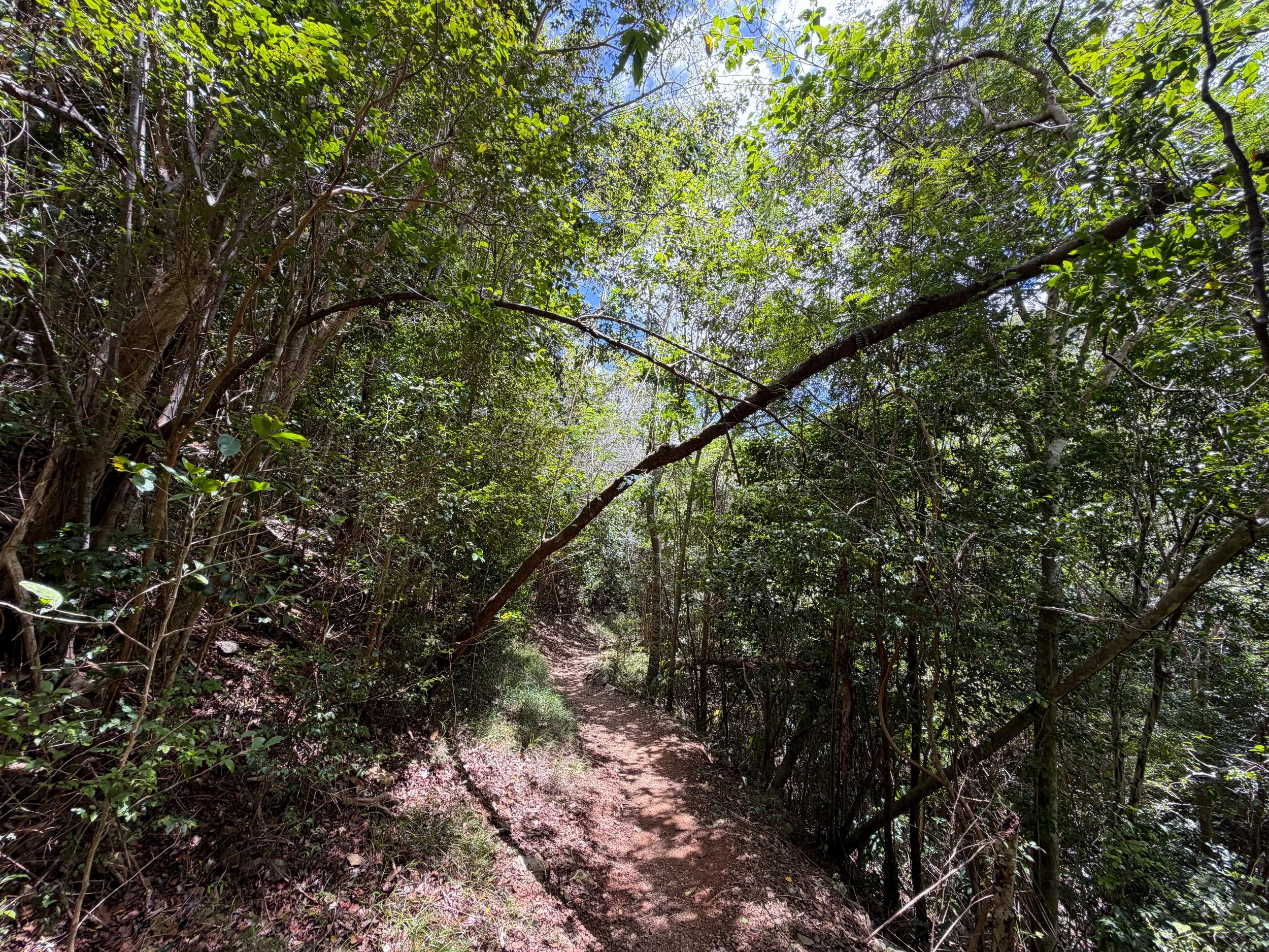 Reef Bay Trail to Petroglyphs Trail Virgin Islands National Park