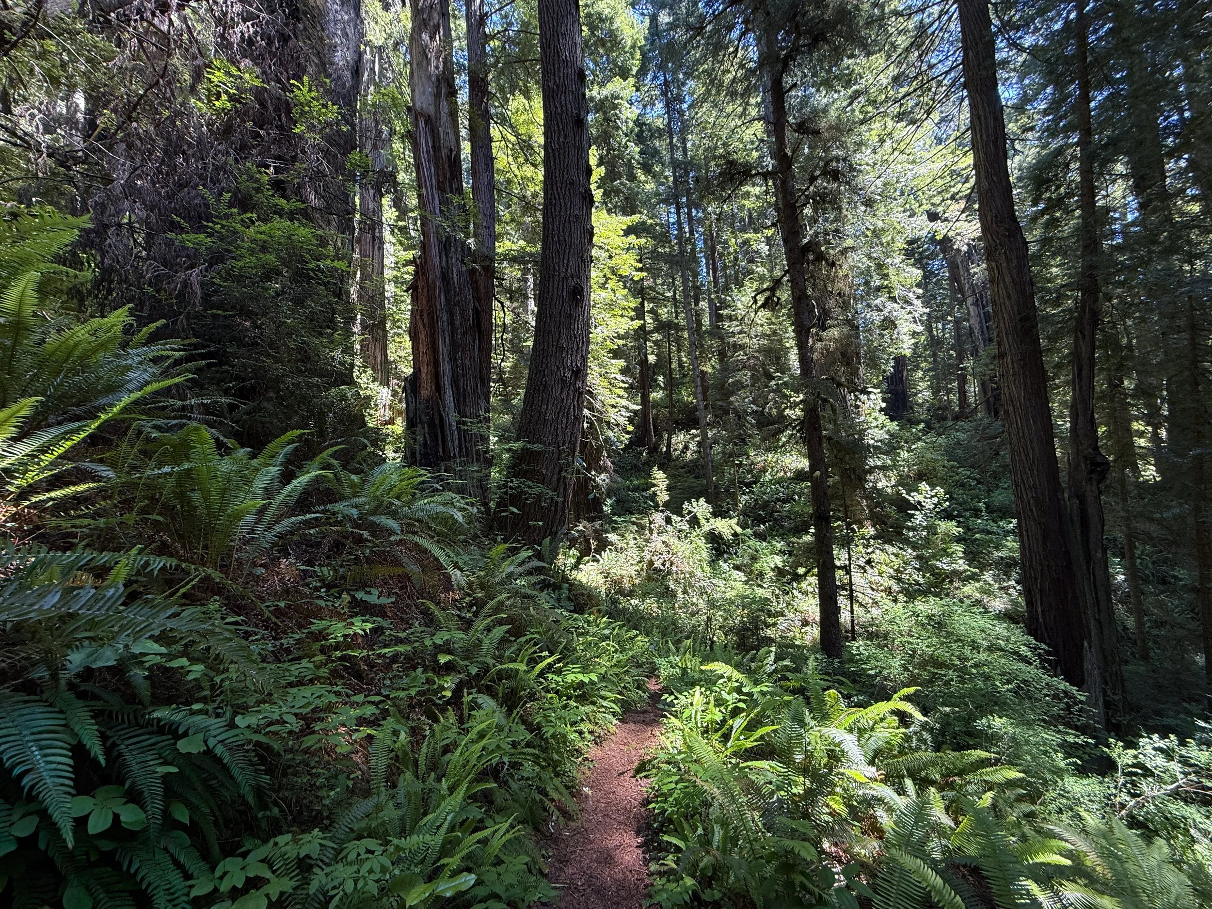Ten Taypo–Hope Creek Loop Trail Prairie Creek Redwoods State Park California