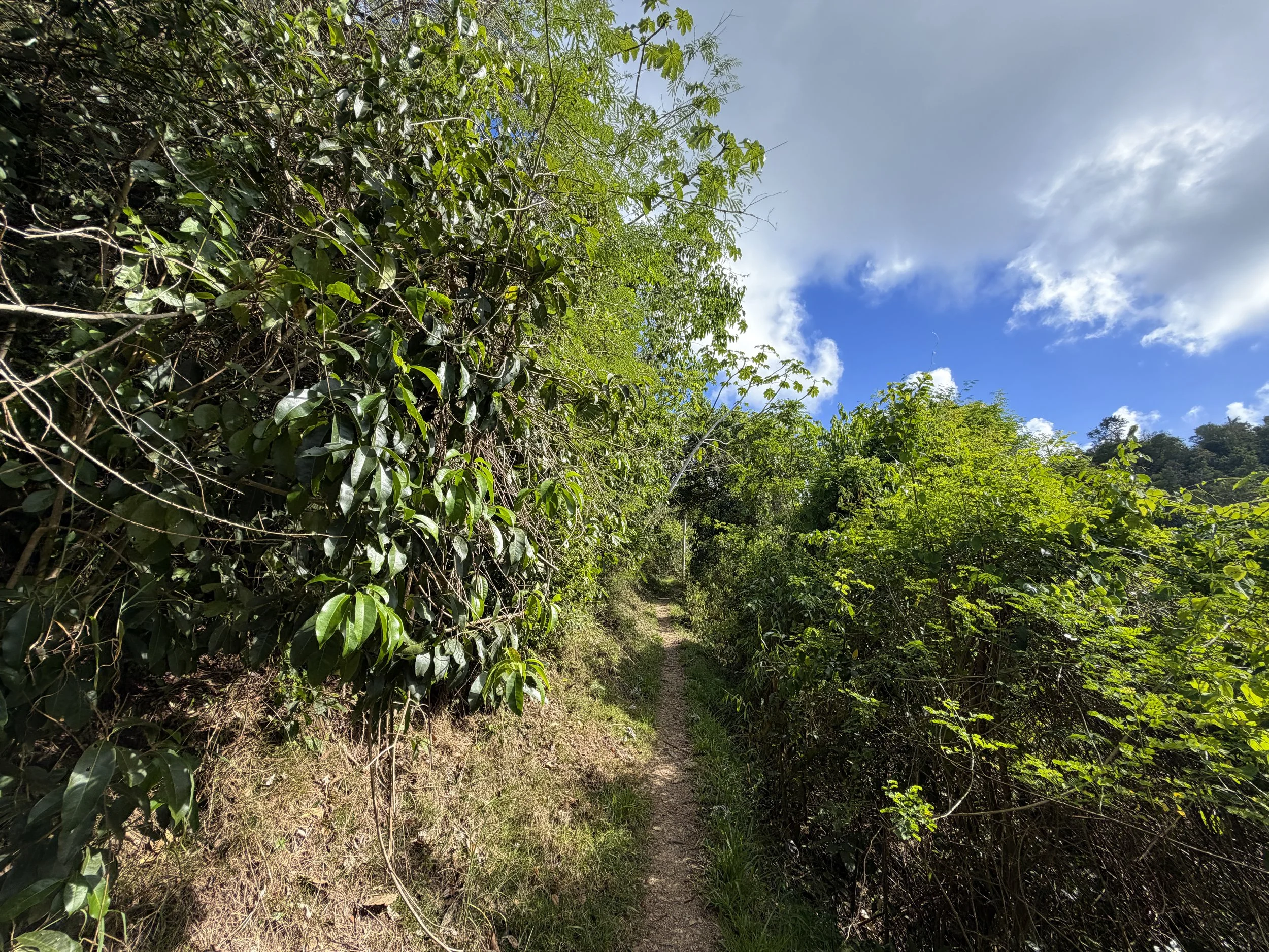 Cinnamon Bay Trail Virgin Islands National Park