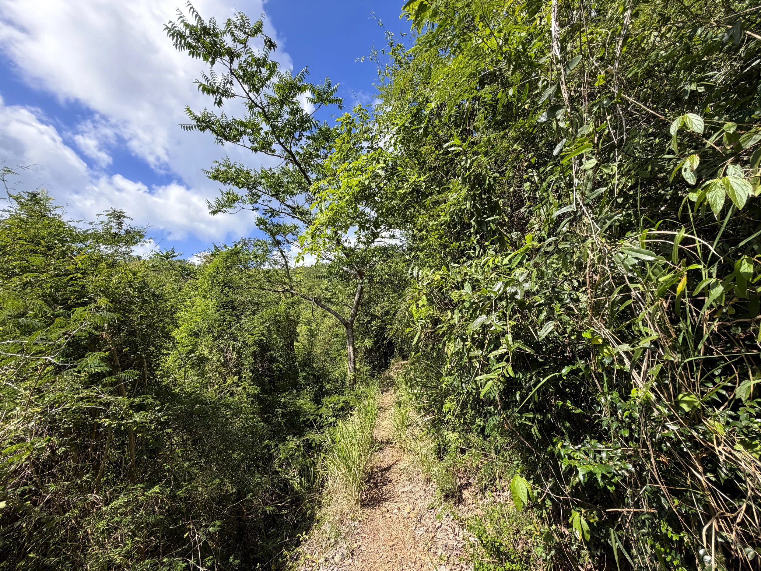 Great Sieben Trail Virgin Islands National Park
